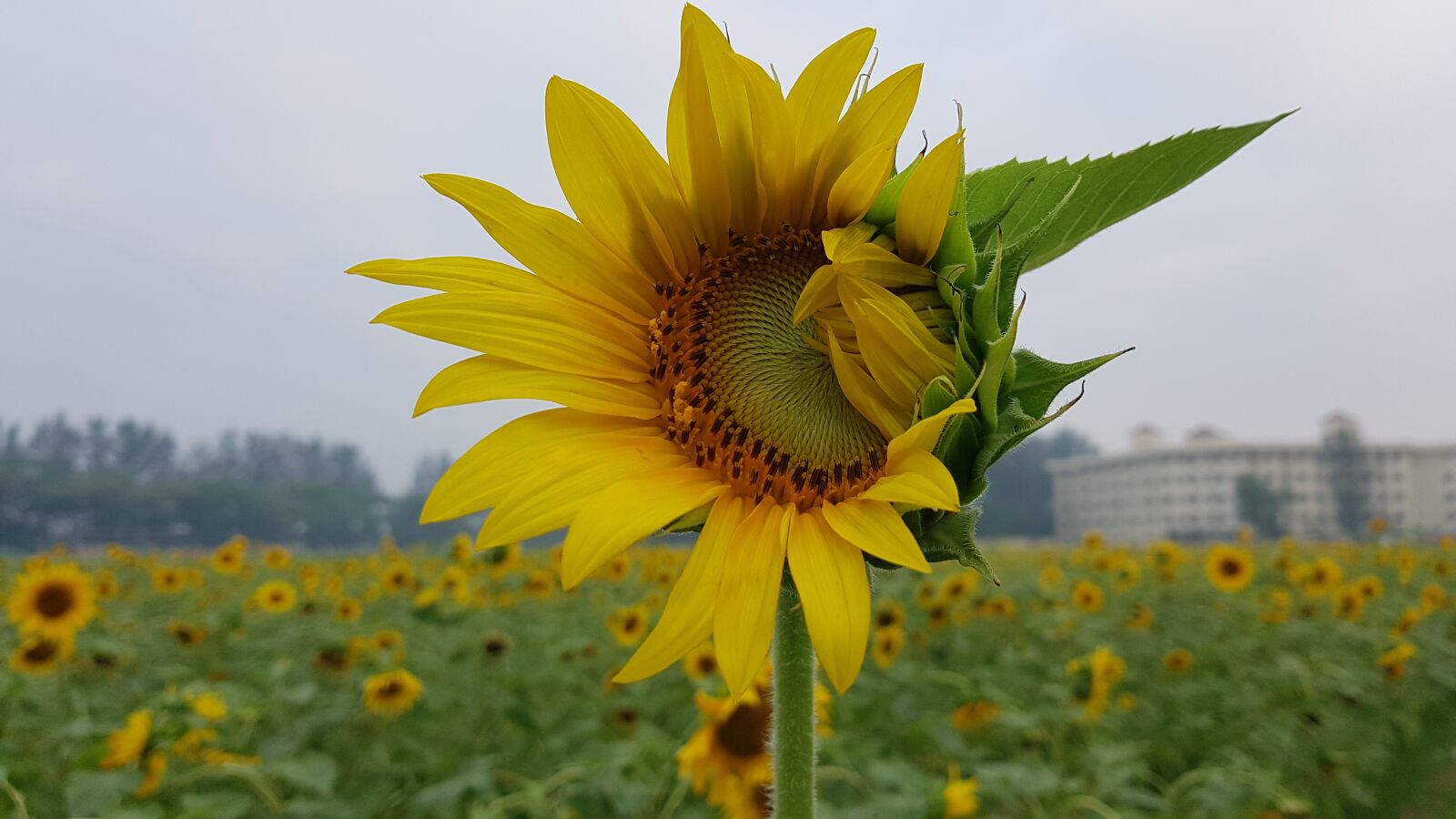Samsung Galaxy Note Fan Edition sample photo. Bloom, sunflower, flowers photography