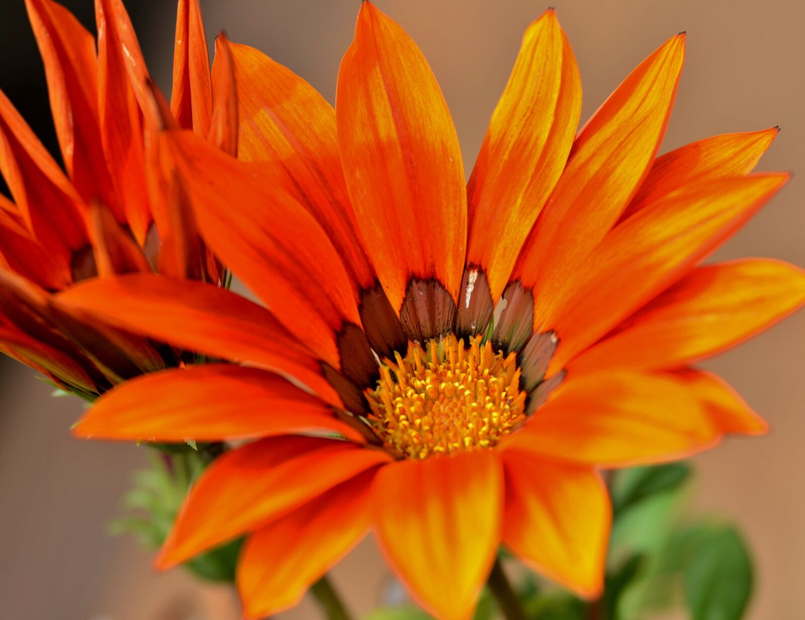 Nikon D600 sample photo. Gazania, flower, bloom photography