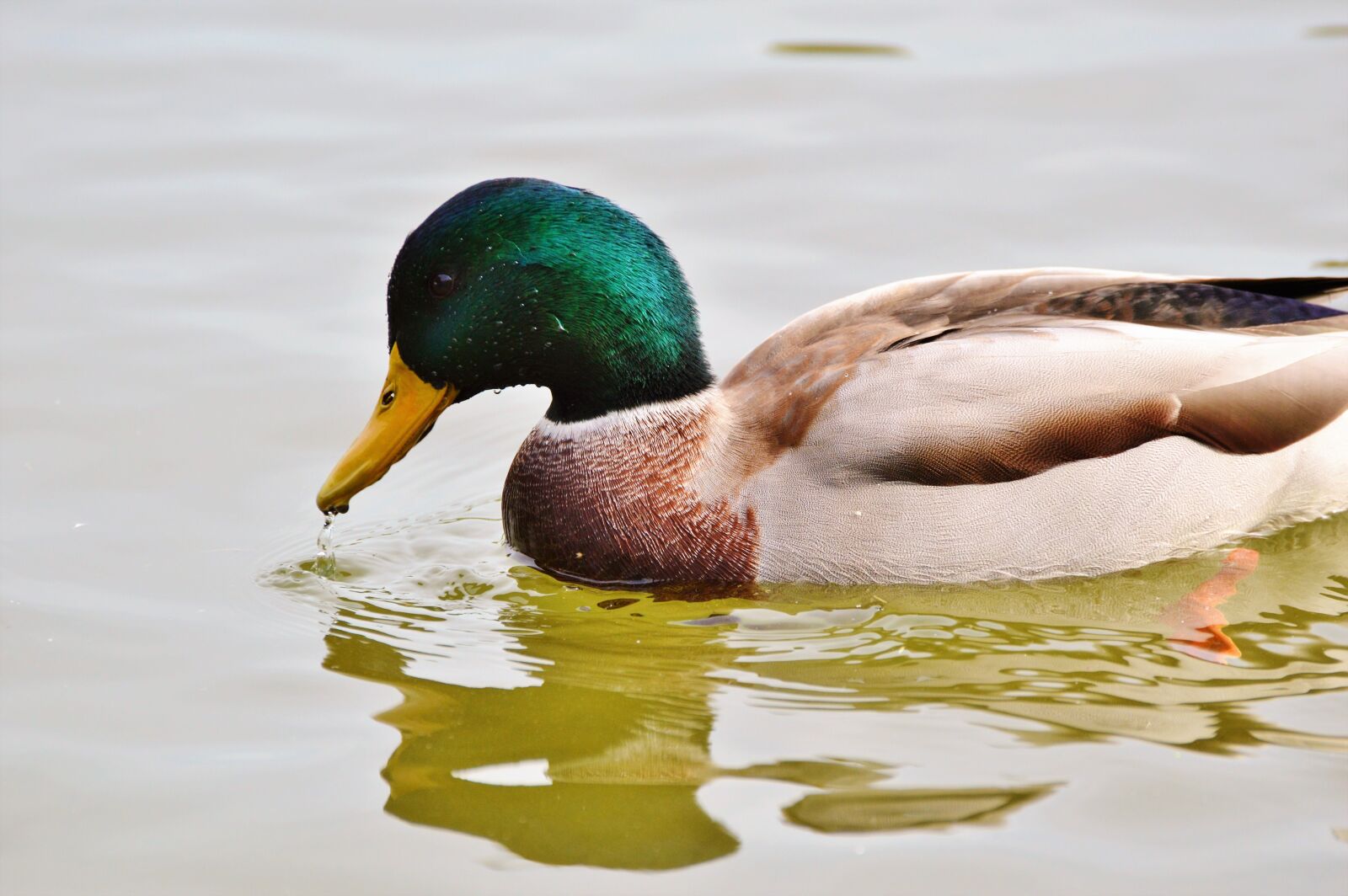Nikon D3200 sample photo. Ducks, waterfowl, mallard photography