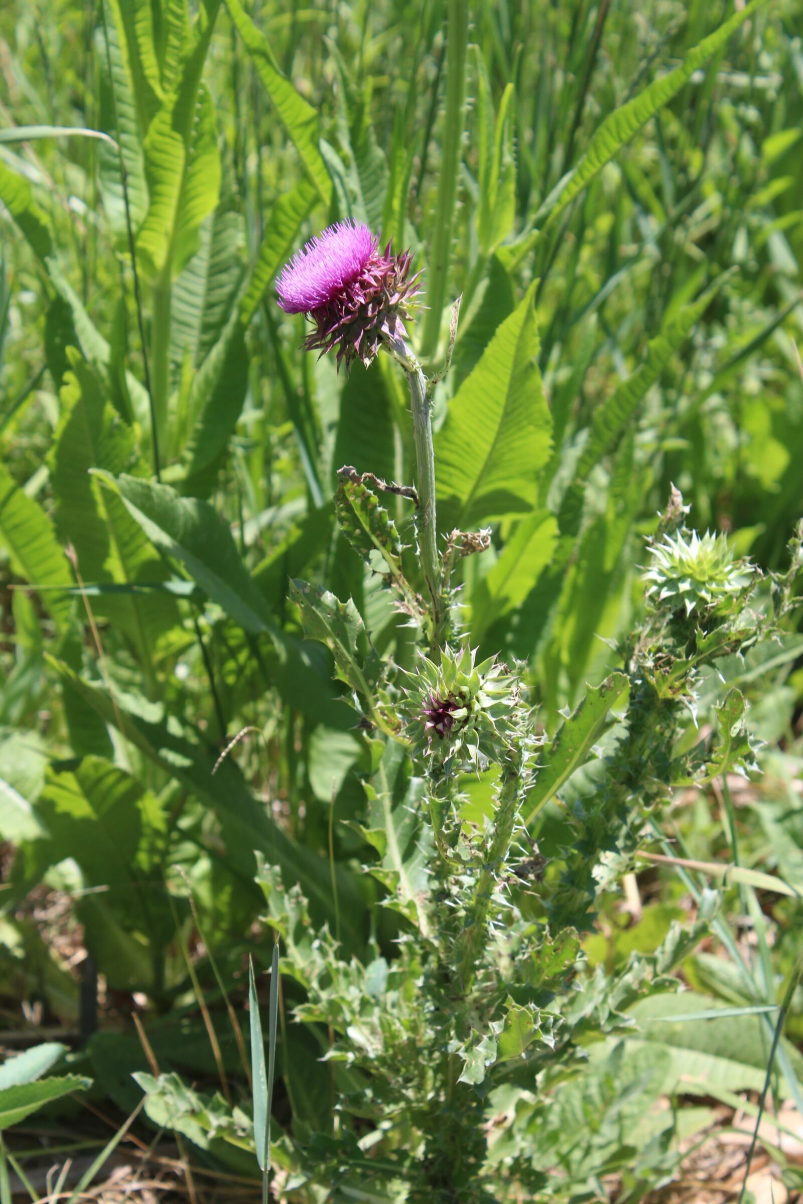Canon EOS 650D (EOS Rebel T4i / EOS Kiss X6i) + Canon EF-S 18-55mm F3.5-5.6 IS II sample photo. Thistle, weed, plant photography