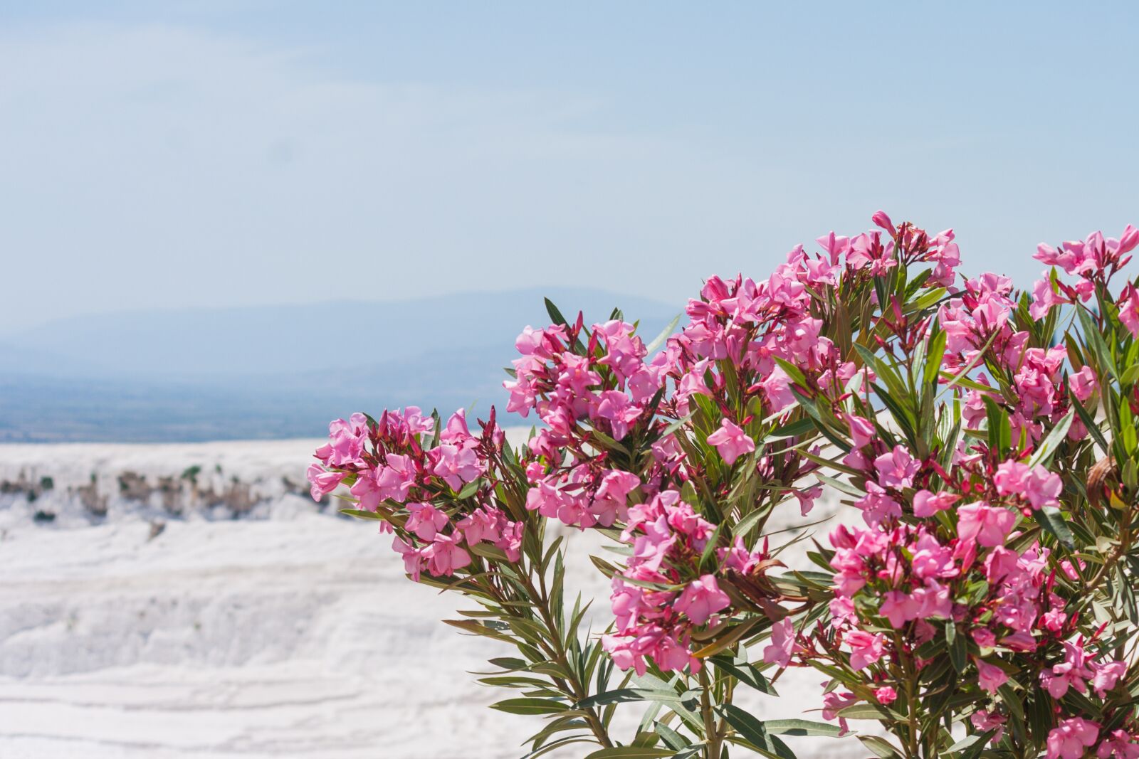 Canon EOS 20D sample photo. Turkey, flower, nature photography