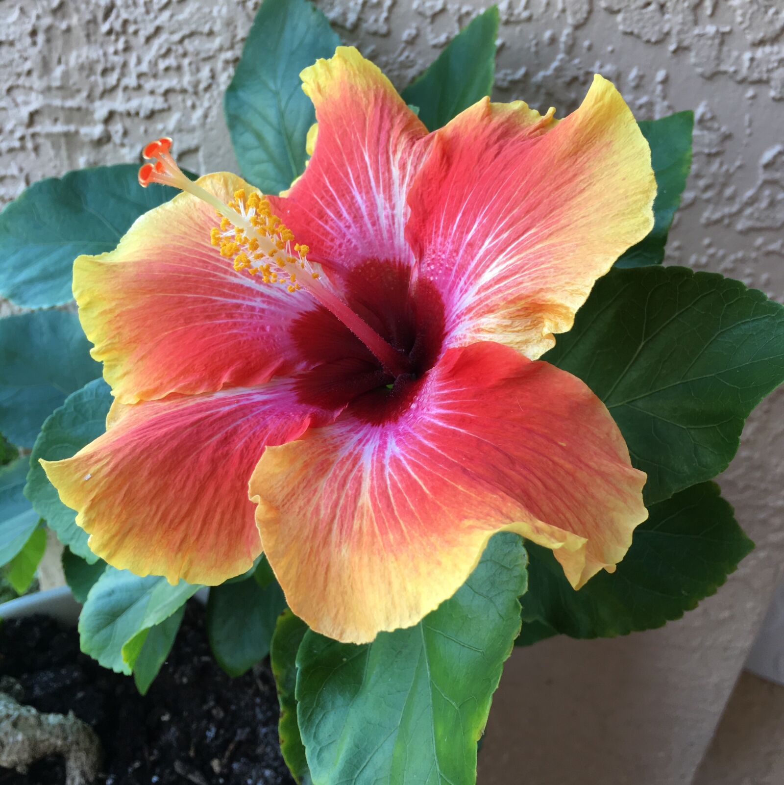 Apple iPhone 6s sample photo. Hibiscus, flowers, summer photography