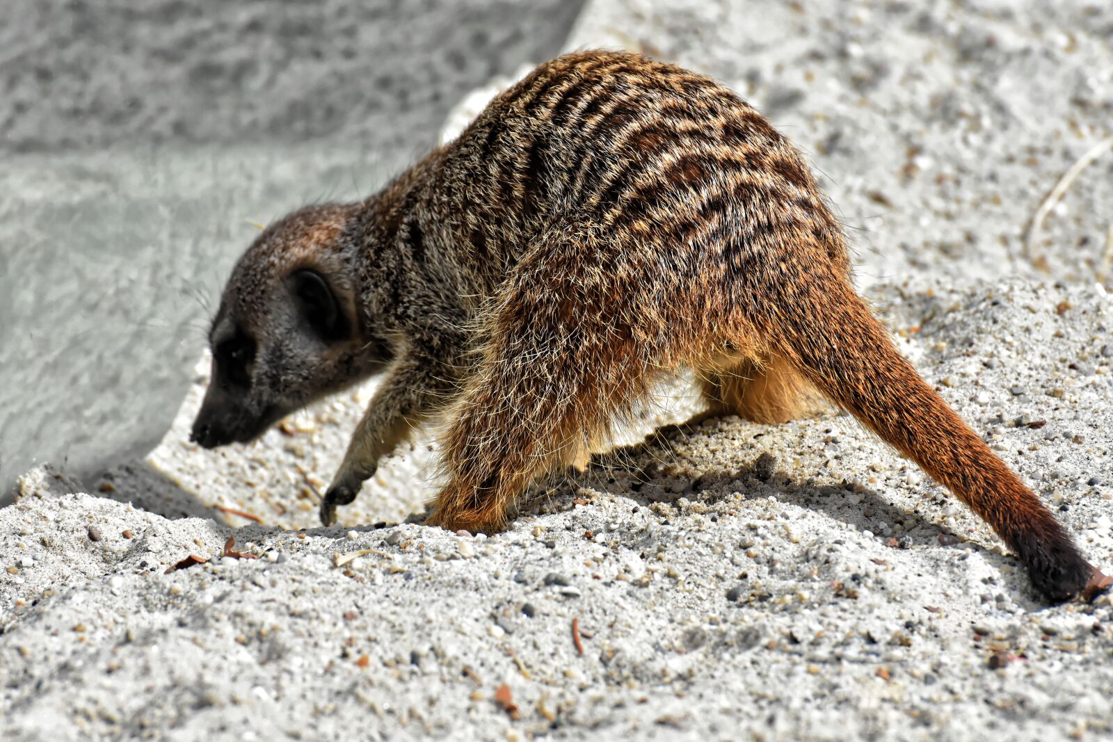 Nikon D7200 sample photo. Meerkat, animal, nature photography