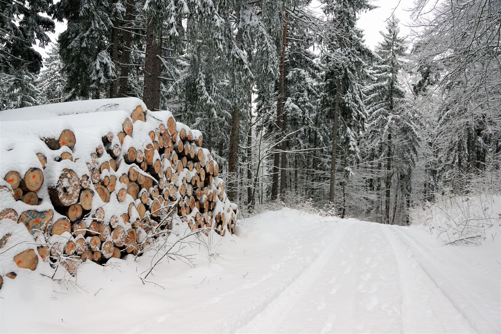 Sony ILCA-77M2 + Sony DT 16-50mm F2.8 SSM sample photo. Snow, winter, wood photography