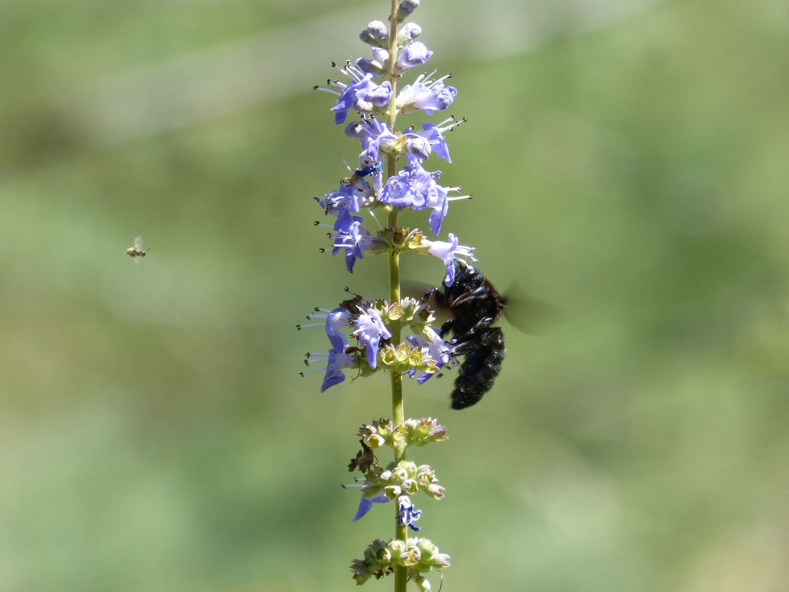 Panasonic DMC-FZ62 sample photo. Drone, drone black, bumblebee photography