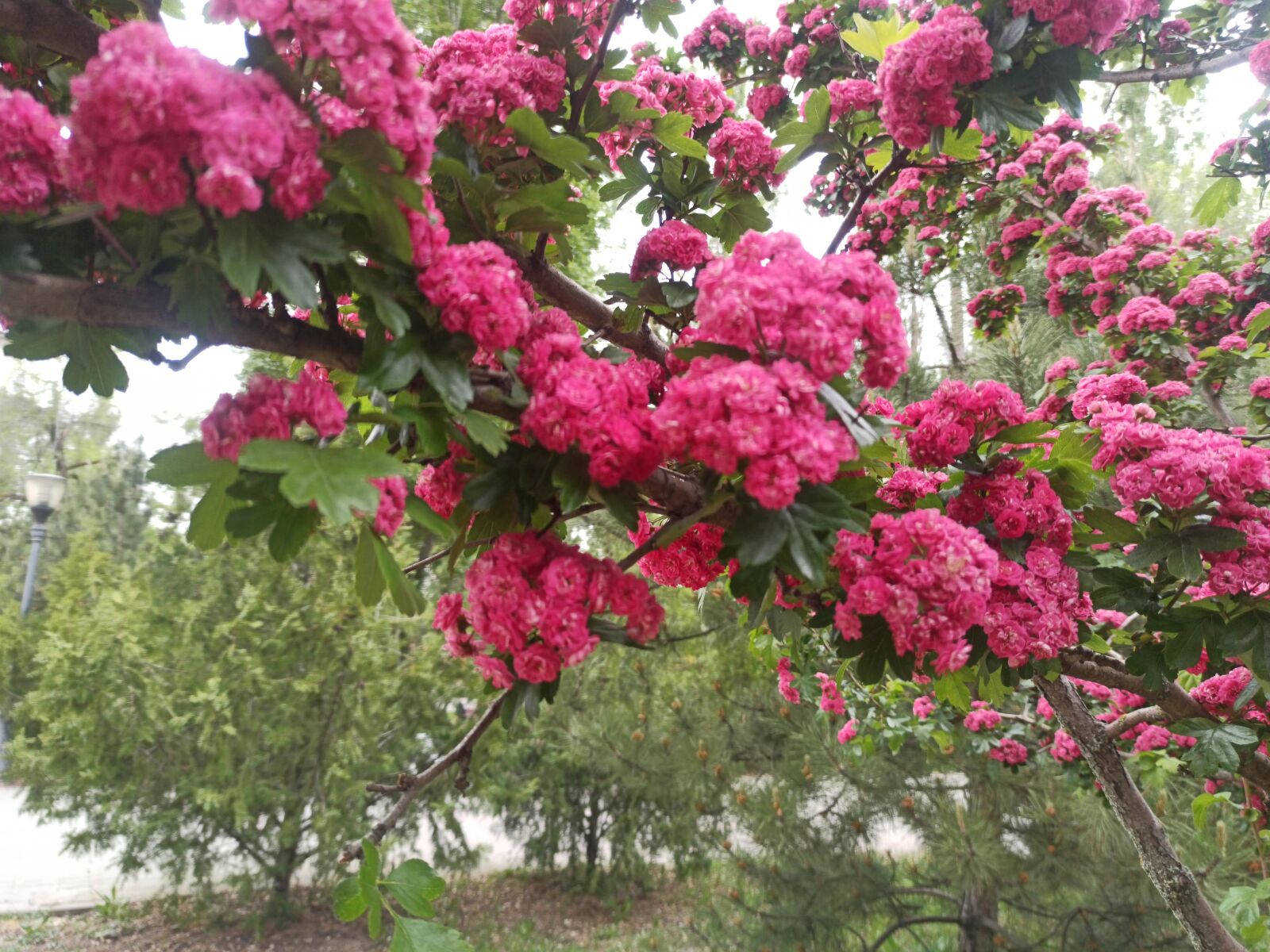 Xiaomi Redmi Note 8 Pro sample photo. Bloom, flowers, spring photography