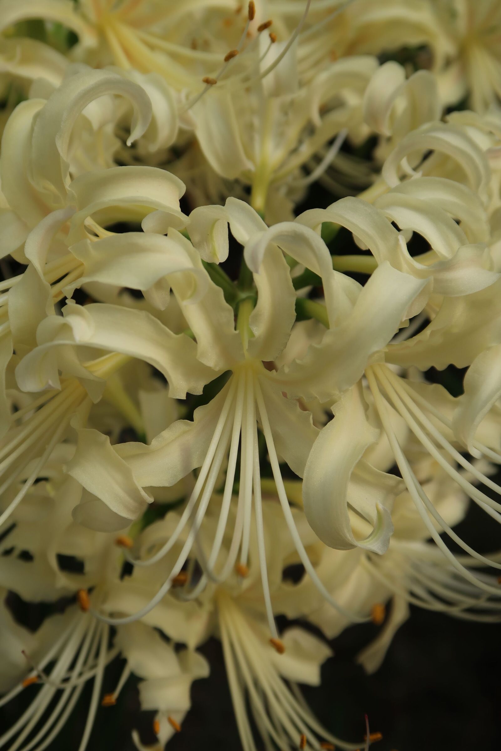 Canon PowerShot G7 X Mark II sample photo. Flowers, spider lily, amaryllidaceae photography
