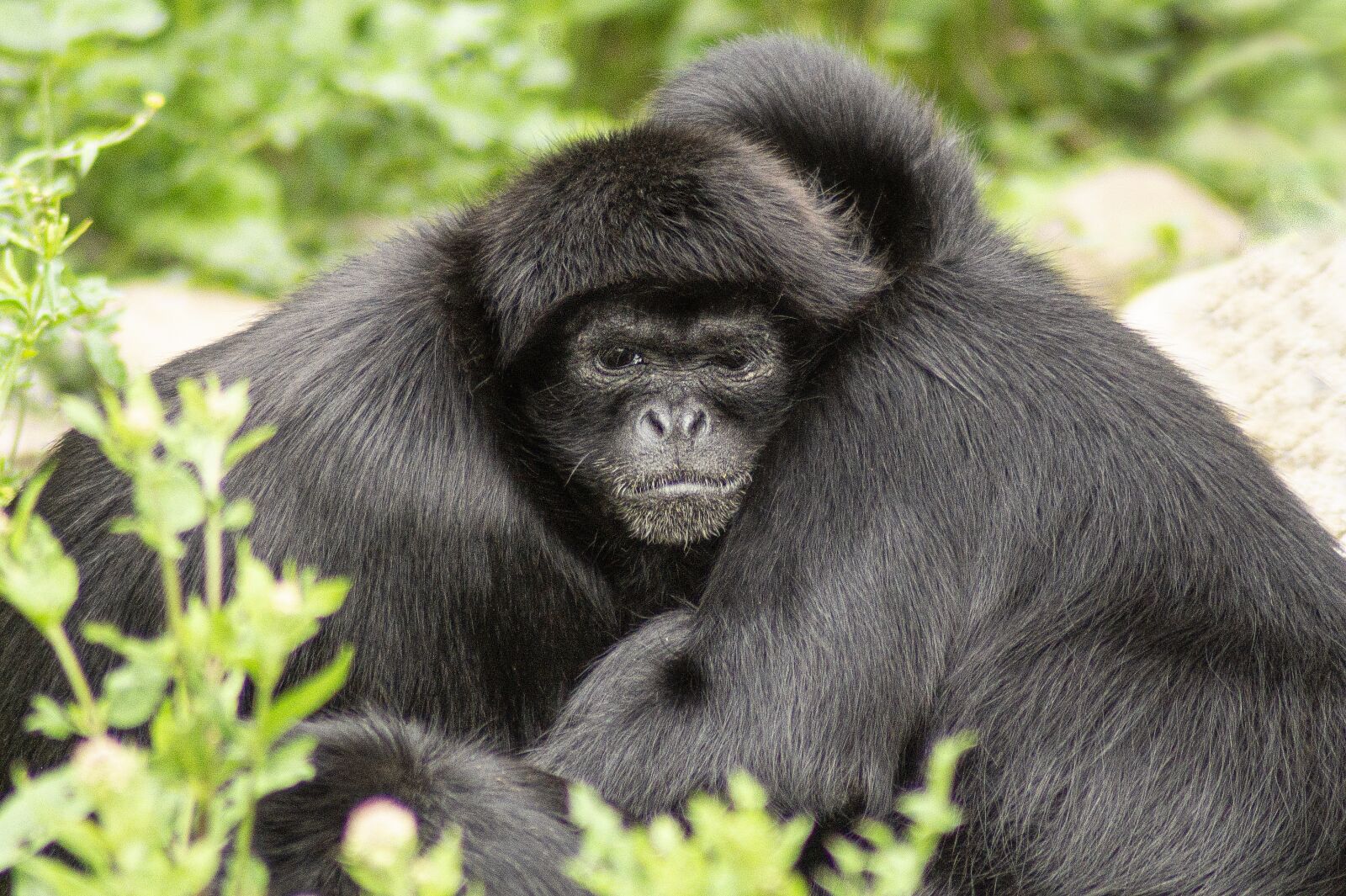 Sony SLT-A58 sample photo. Ape, hug, primate photography
