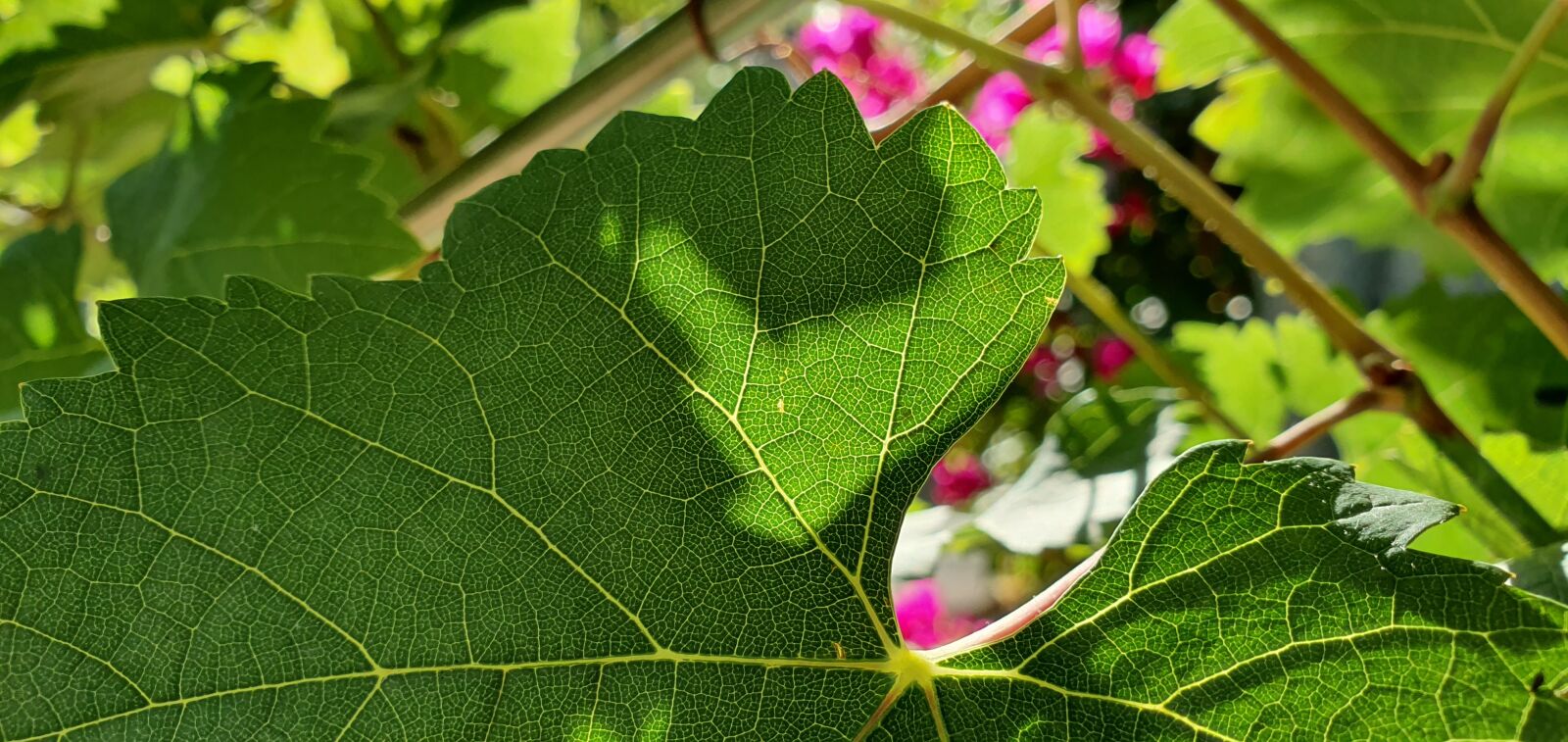 Samsung Galaxy S10 sample photo. Wine, leaf, grape photography