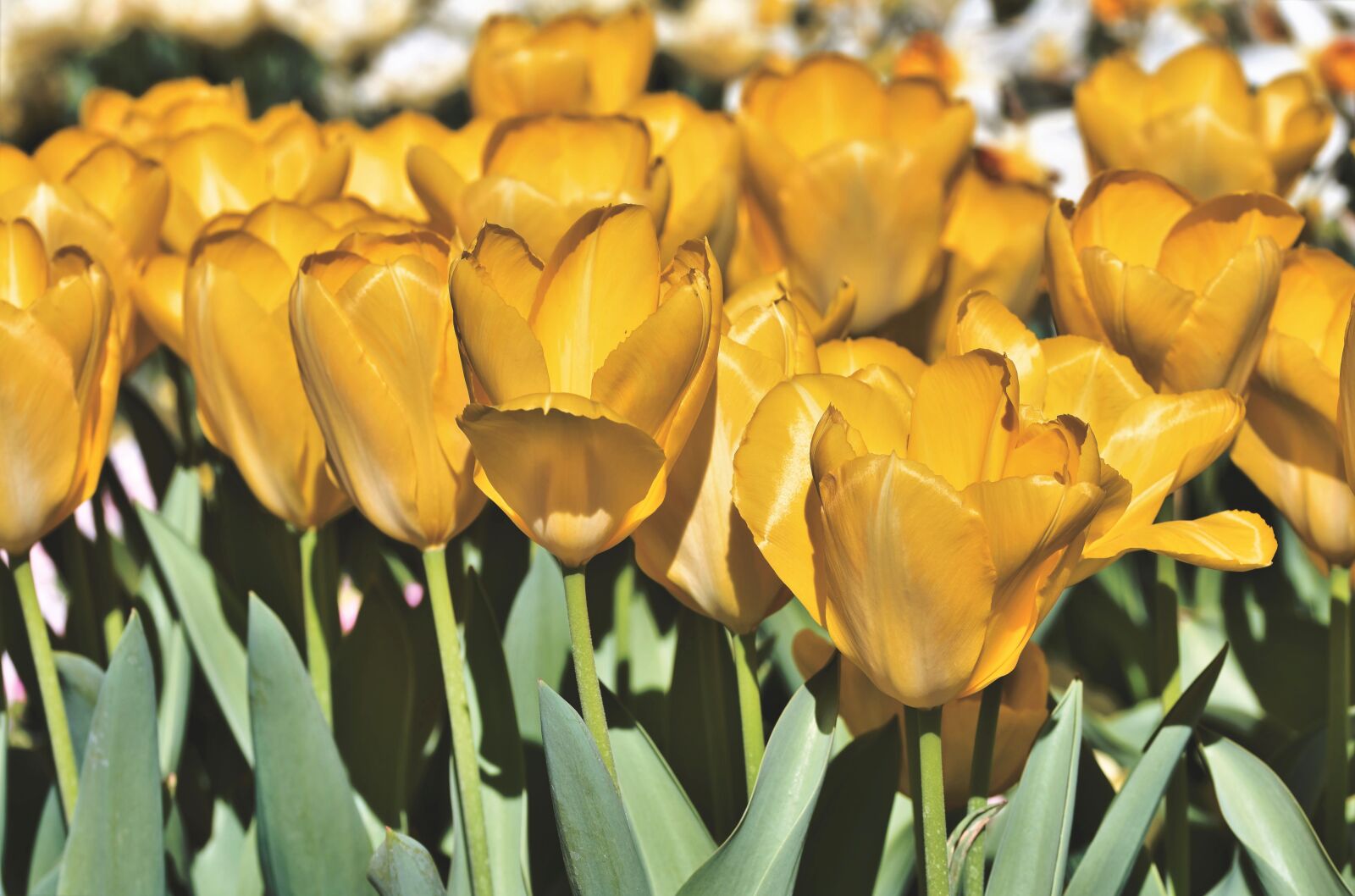 Nikon D7200 sample photo. Tulip, tulip field, blossom photography
