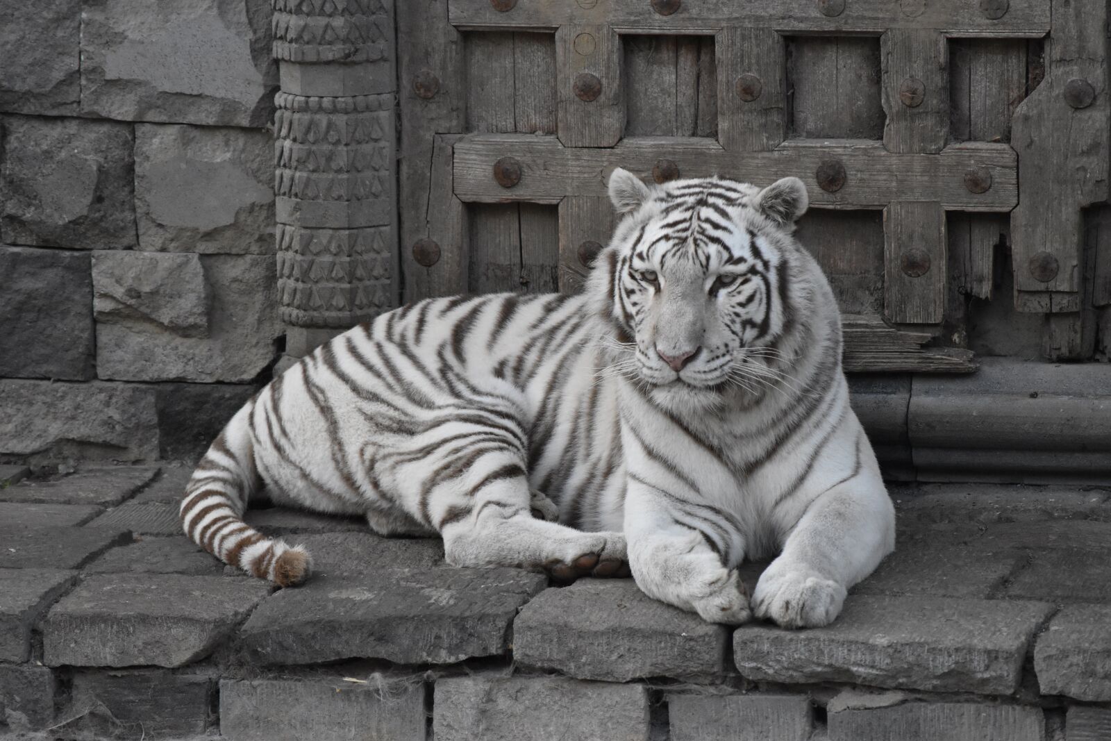 Nikon D5500 sample photo. Tiger, white, cat photography