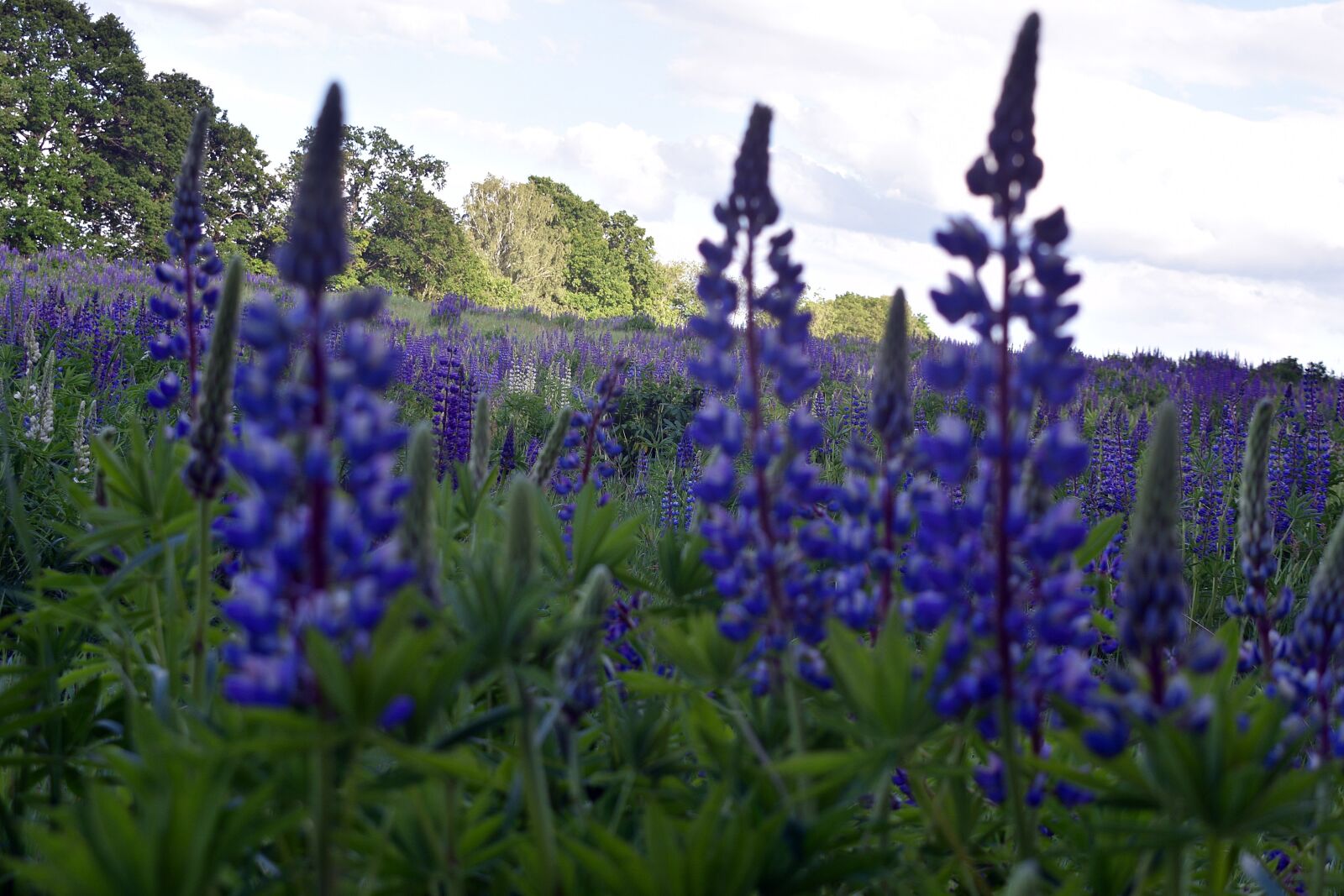 Nikon D3400 sample photo. Lupine, field, spring photography