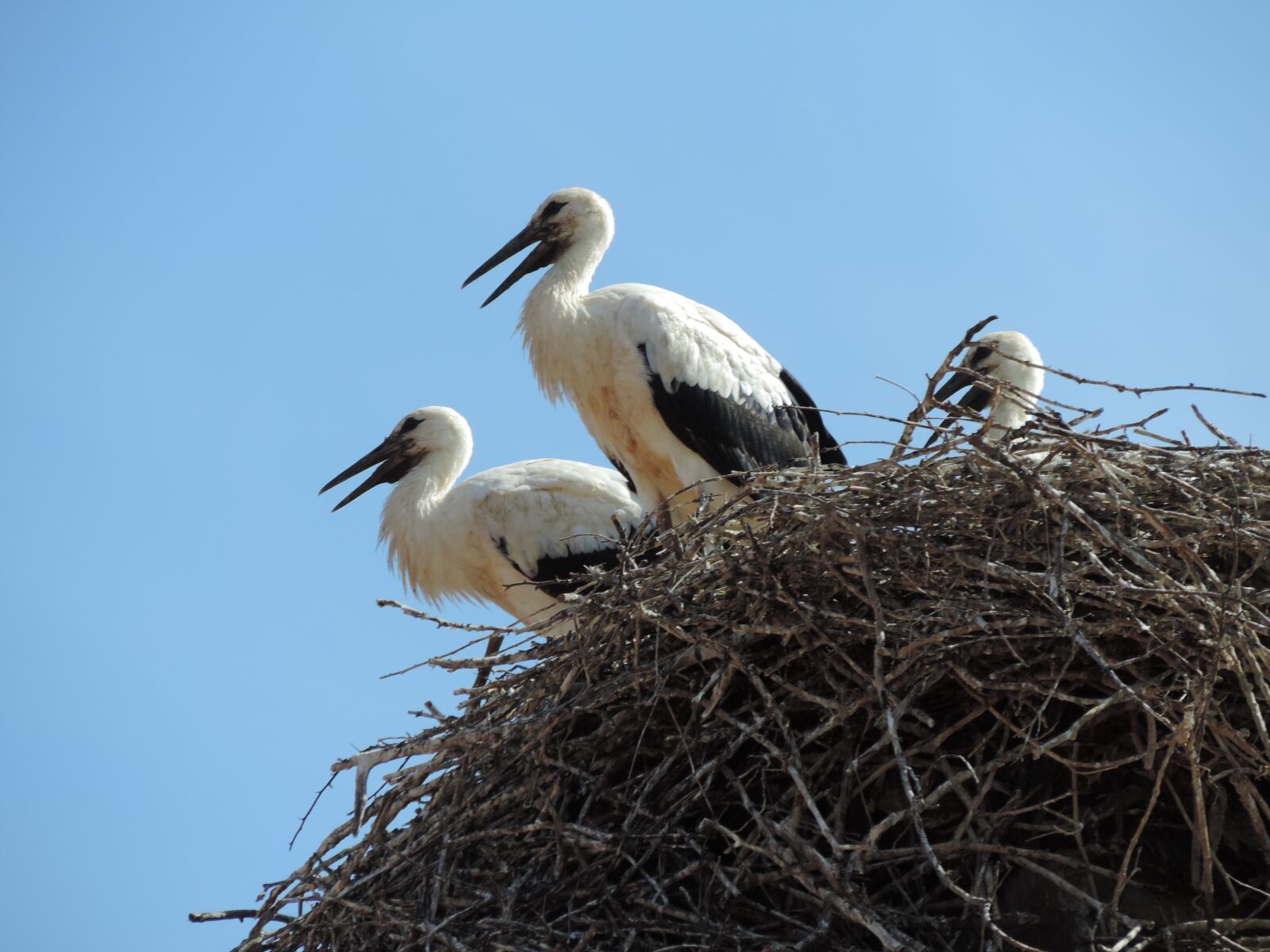 Nikon Coolpix P520 sample photo. Stork, bird, white photography