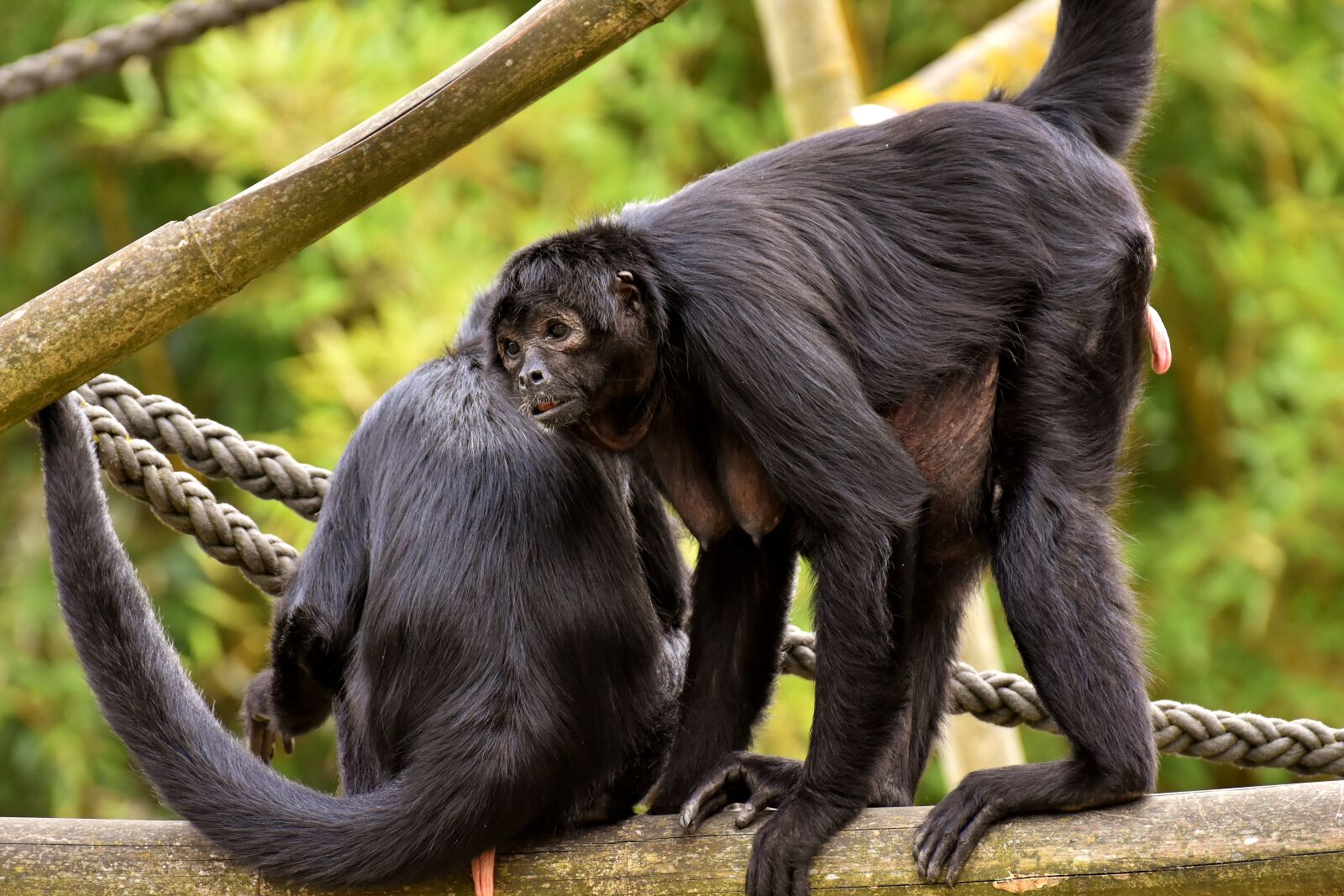 Nikon D7200 sample photo. Ape, funny, cute photography