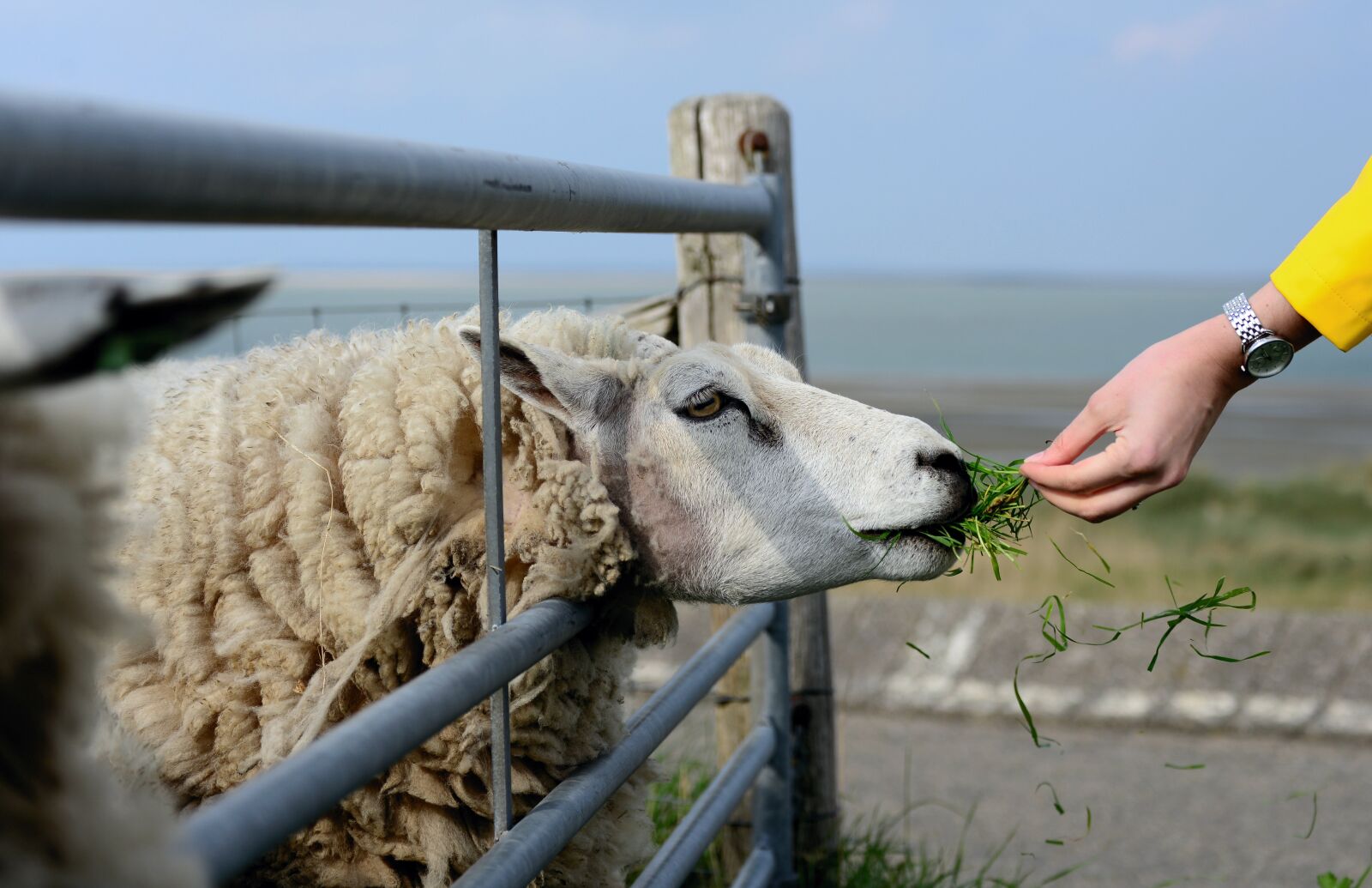 Nikon D610 sample photo. Sheep, texel, holland photography