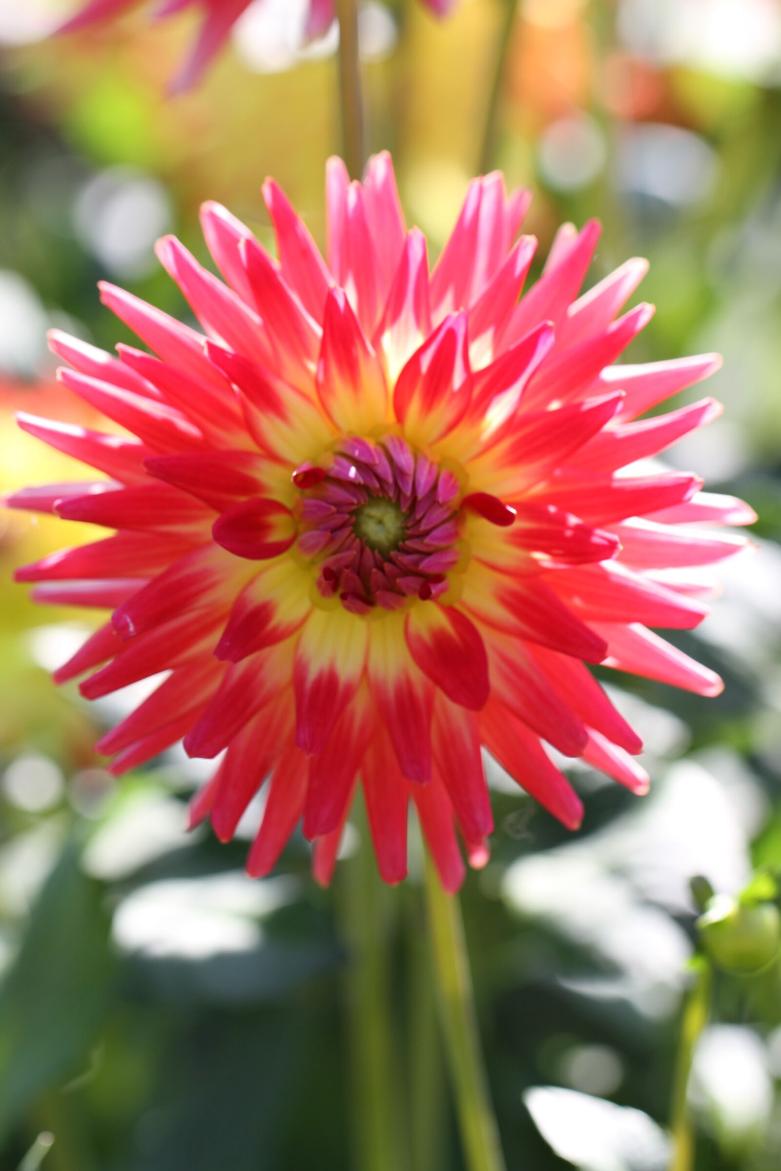 Canon EF 100mm F2.8L Macro IS USM sample photo. Dahlia, red, dahlia garden photography