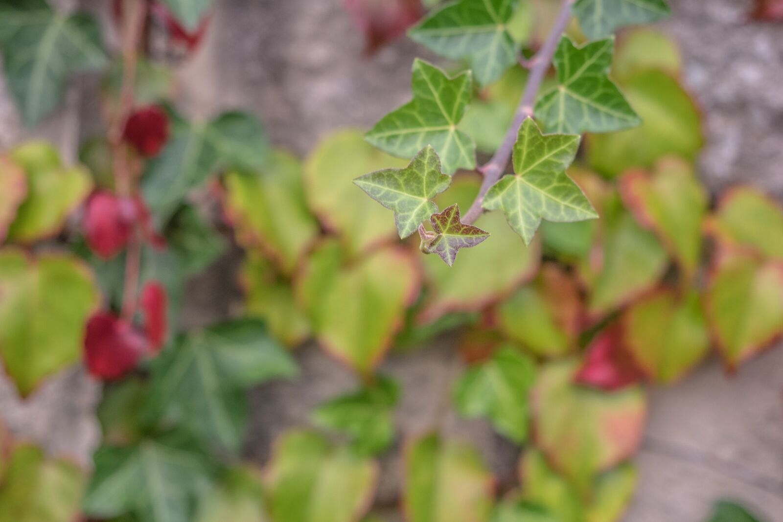 Olympus OM-D E-M1 + Olympus M.Zuiko Digital ED 12-40mm F2.8 Pro sample photo. Leaves, golden autumn, fall photography