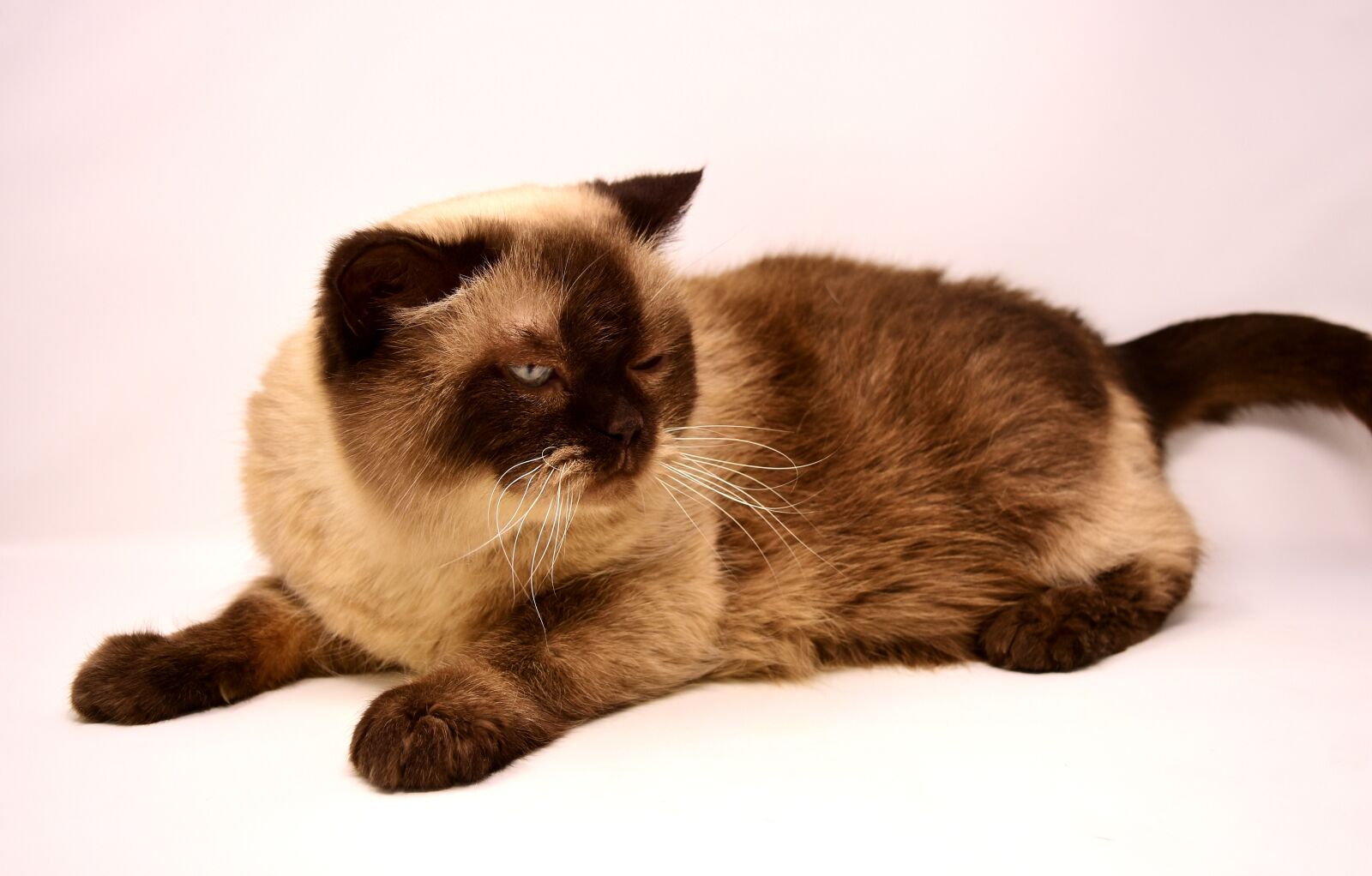 Nikon D7200 sample photo. British shorthair, cat, pet photography