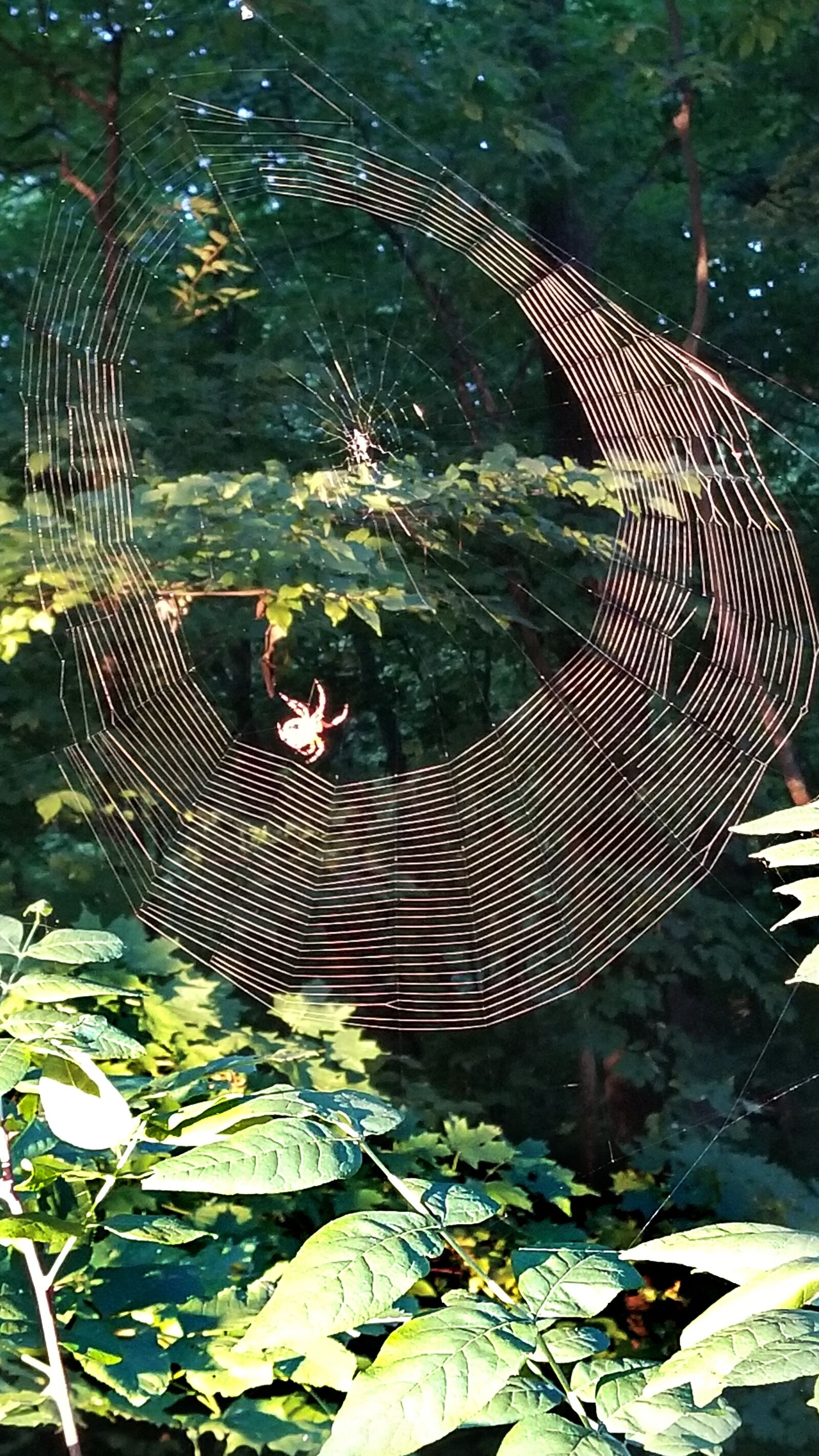 Samsung Galaxy S8 sample photo. Spider, web, nature photography
