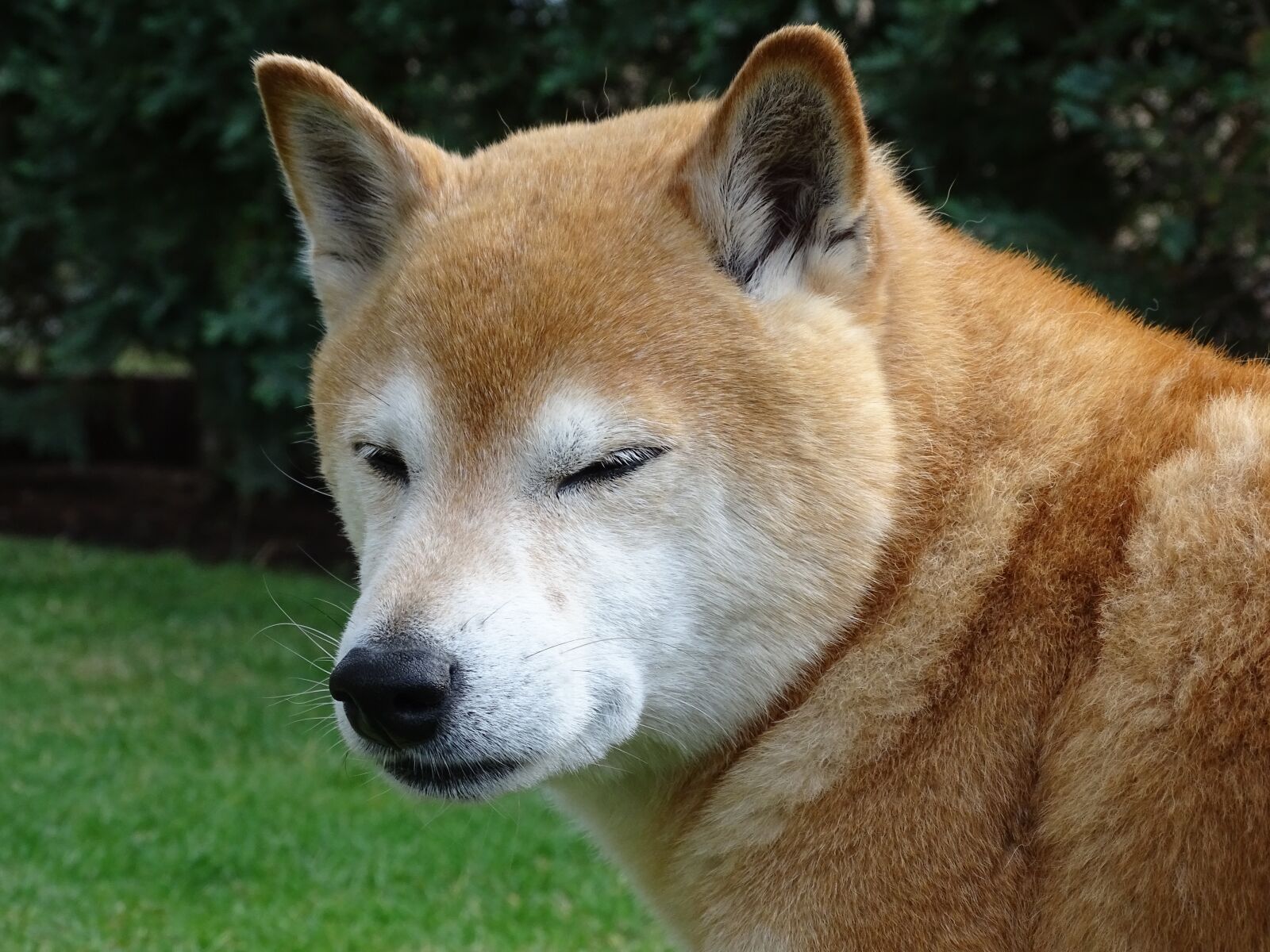 Sony Cyber-shot DSC-HX400V sample photo. Dog, dog head, pet photography