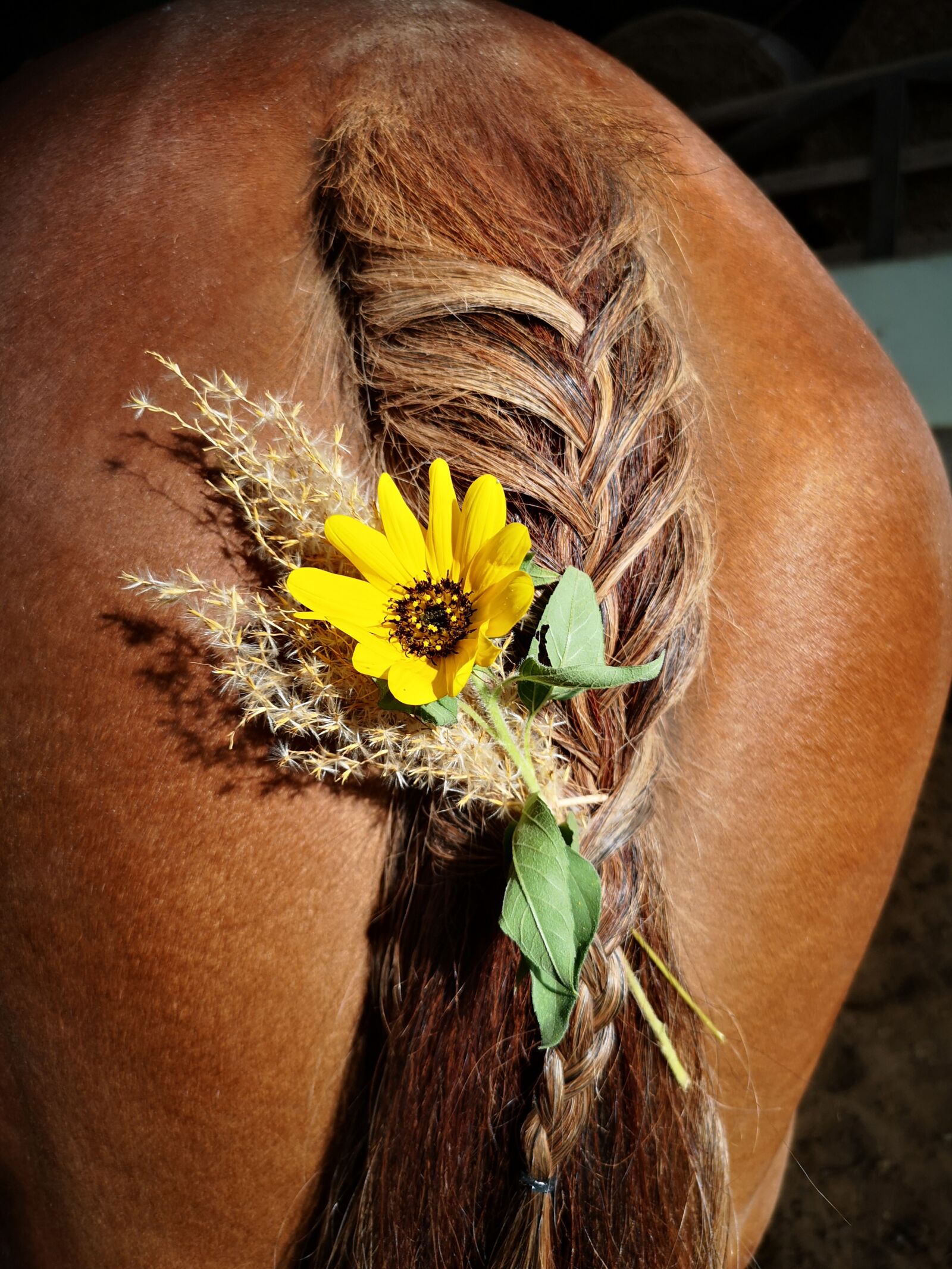 HUAWEI CLT-L29 sample photo. Horse, butt, tail photography