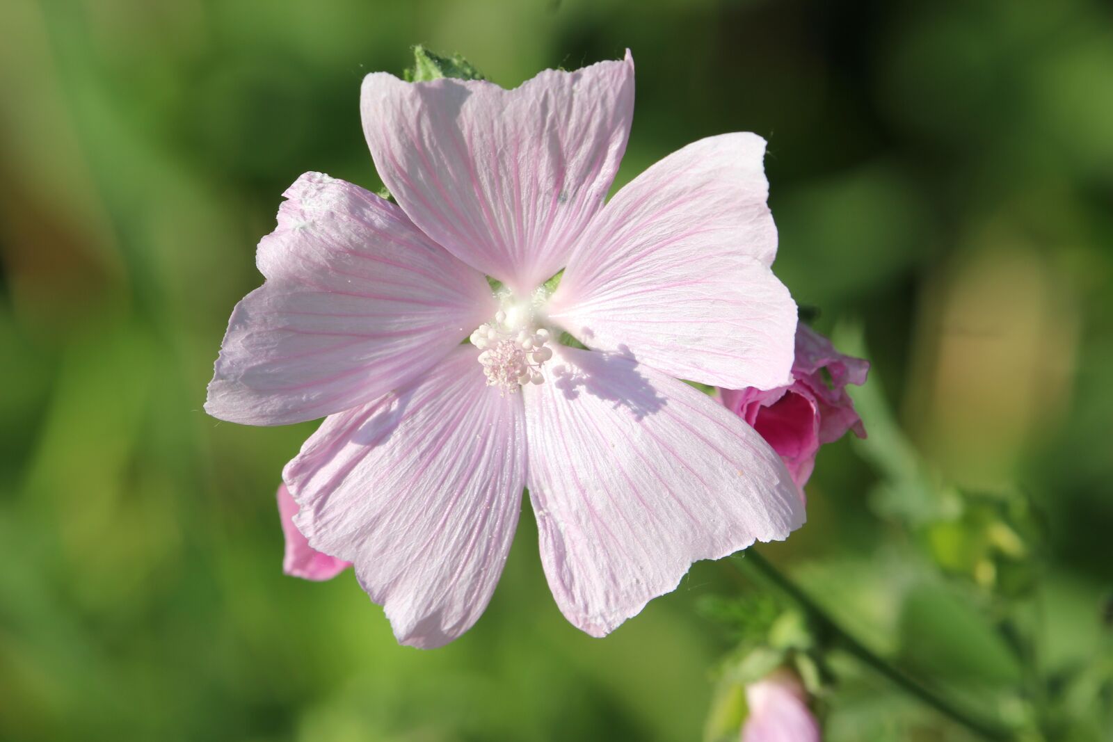 Canon EOS 550D (EOS Rebel T2i / EOS Kiss X4) sample photo. Common mallow, malva sylvestris photography