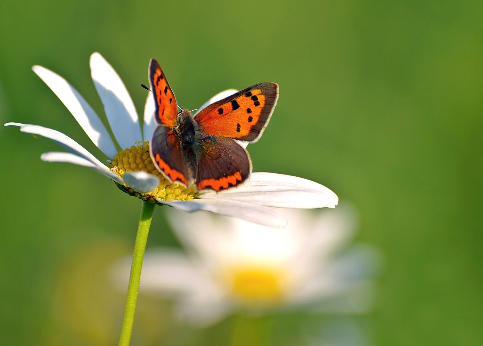 Olympus E-450 (EVOLT E-450) sample photo. Small fire falter, lycaena photography