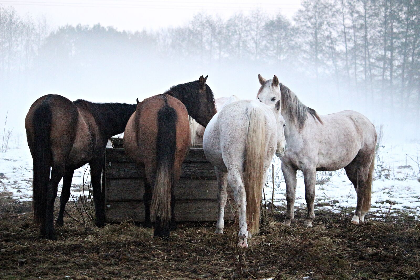 Canon EOS 100D (EOS Rebel SL1 / EOS Kiss X7) sample photo. Horse, fog, frost photography