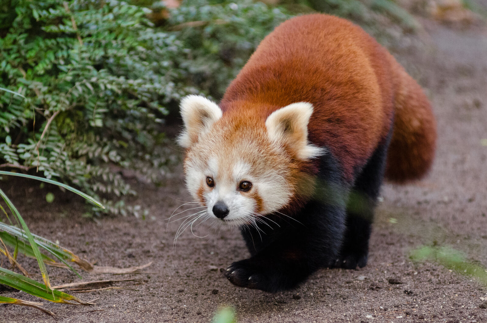 AF Zoom-Nikkor 80-200mm f/2.8 ED sample photo