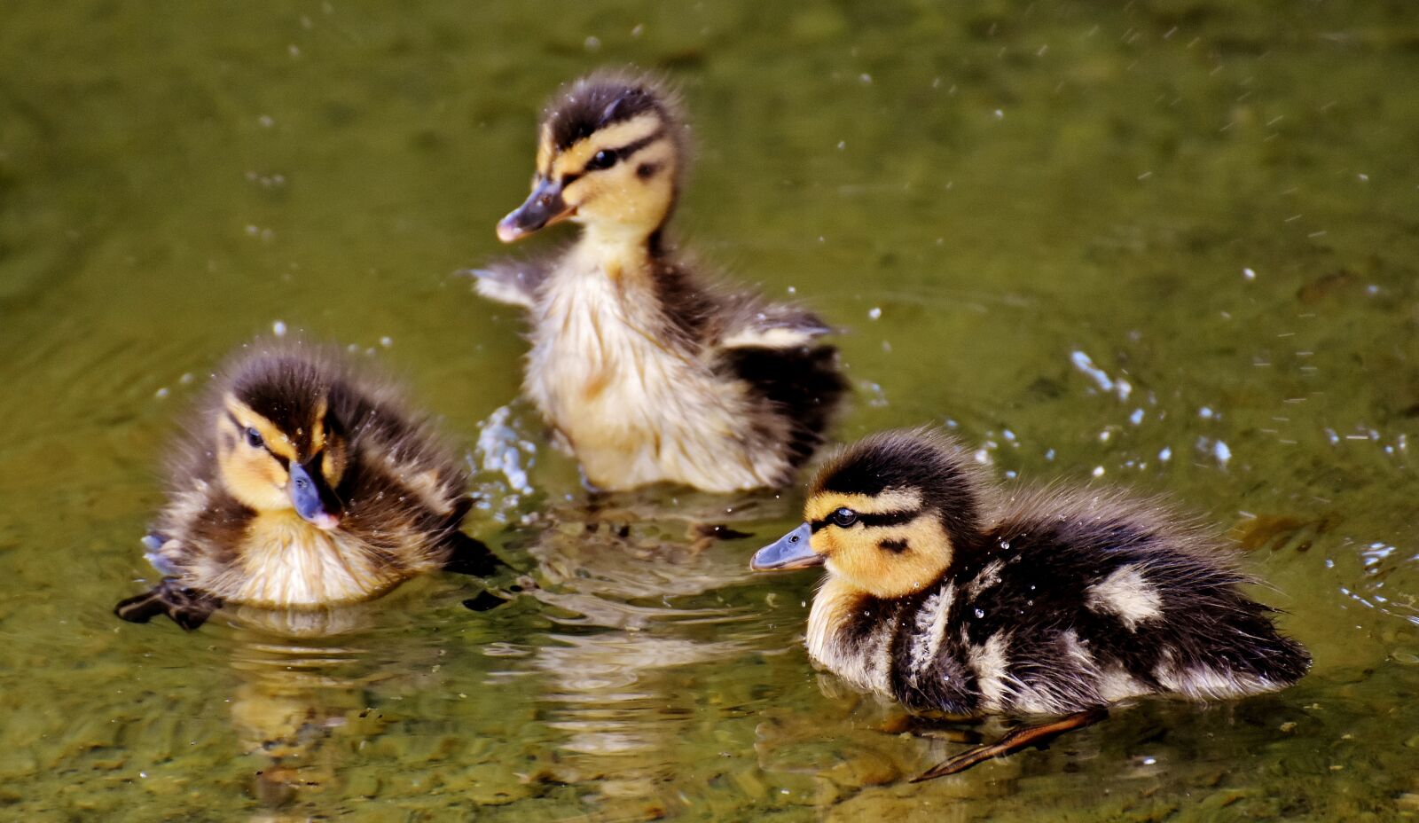 Nikon D7200 sample photo. Mallards, chicks, baby photography