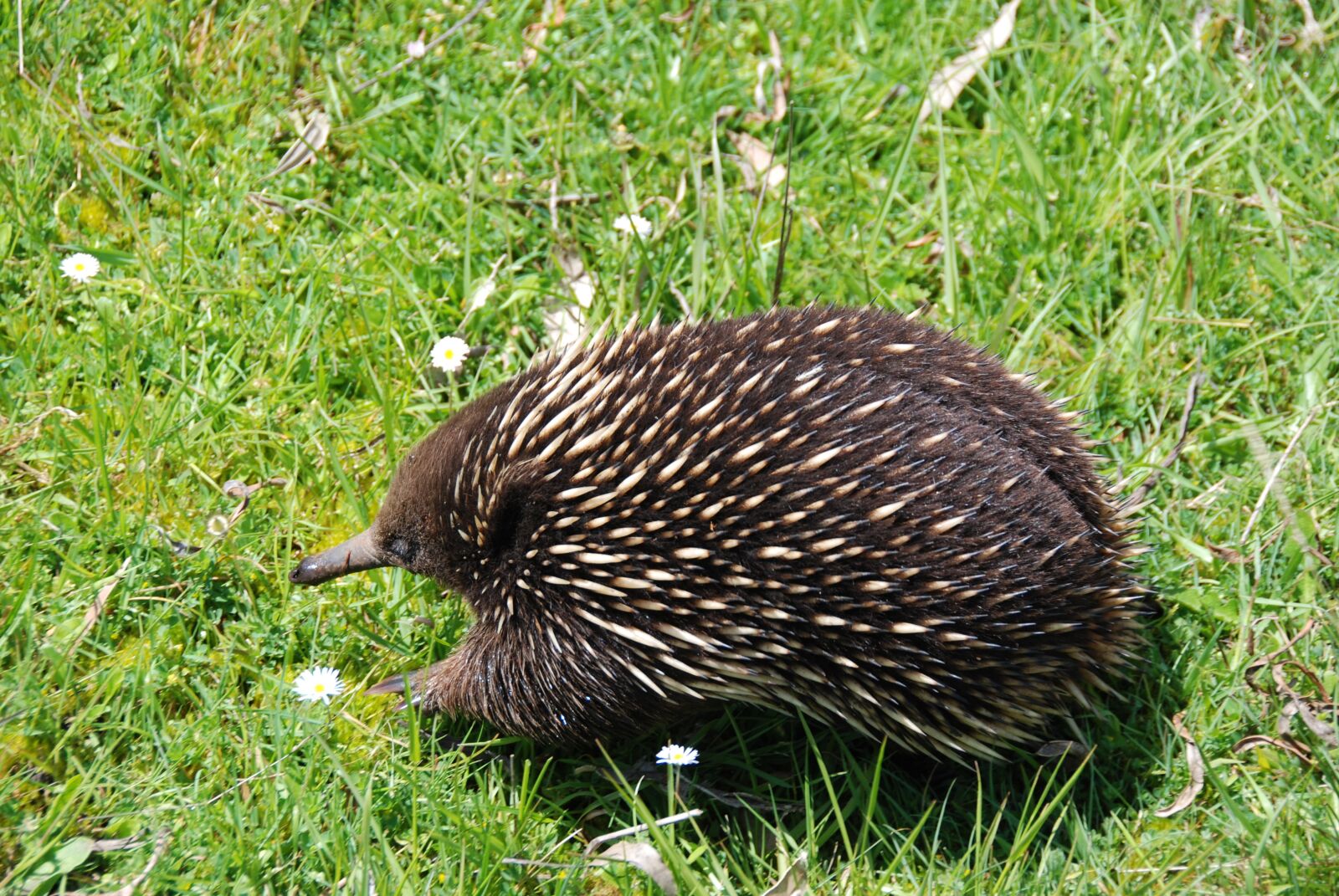 Nikon D80 sample photo. Australia, echidnas, animal photography