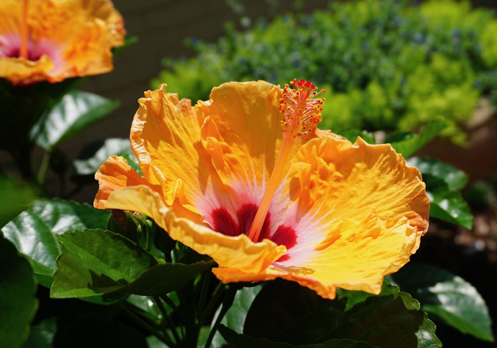 Sony a6000 sample photo. Louisiana flower, hibiscus, flowers photography