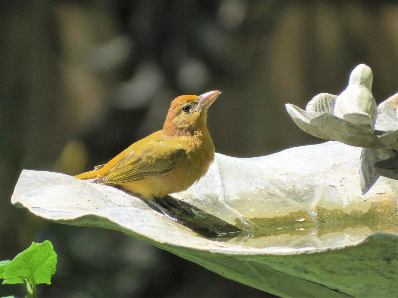 Canon PowerShot SX50 HS sample photo. Bird, yellow, wildlife photography