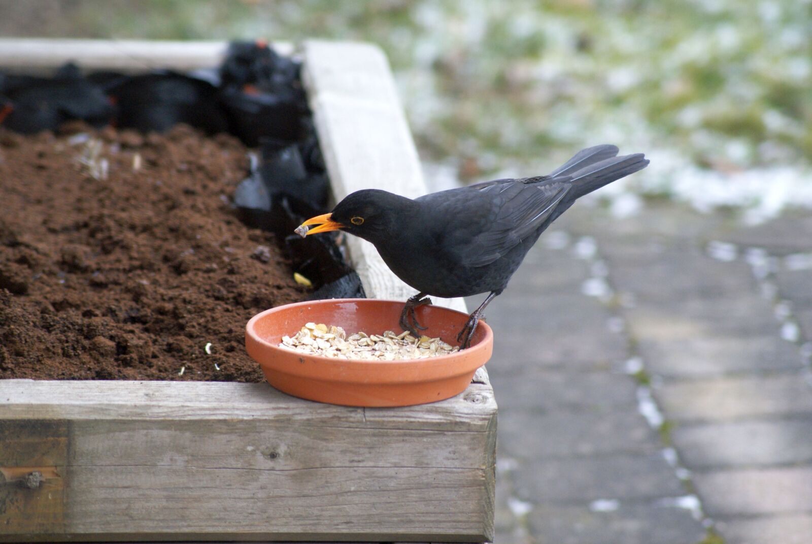 Sony Alpha DSLR-A200 sample photo. Blackbird, bird, nature photography