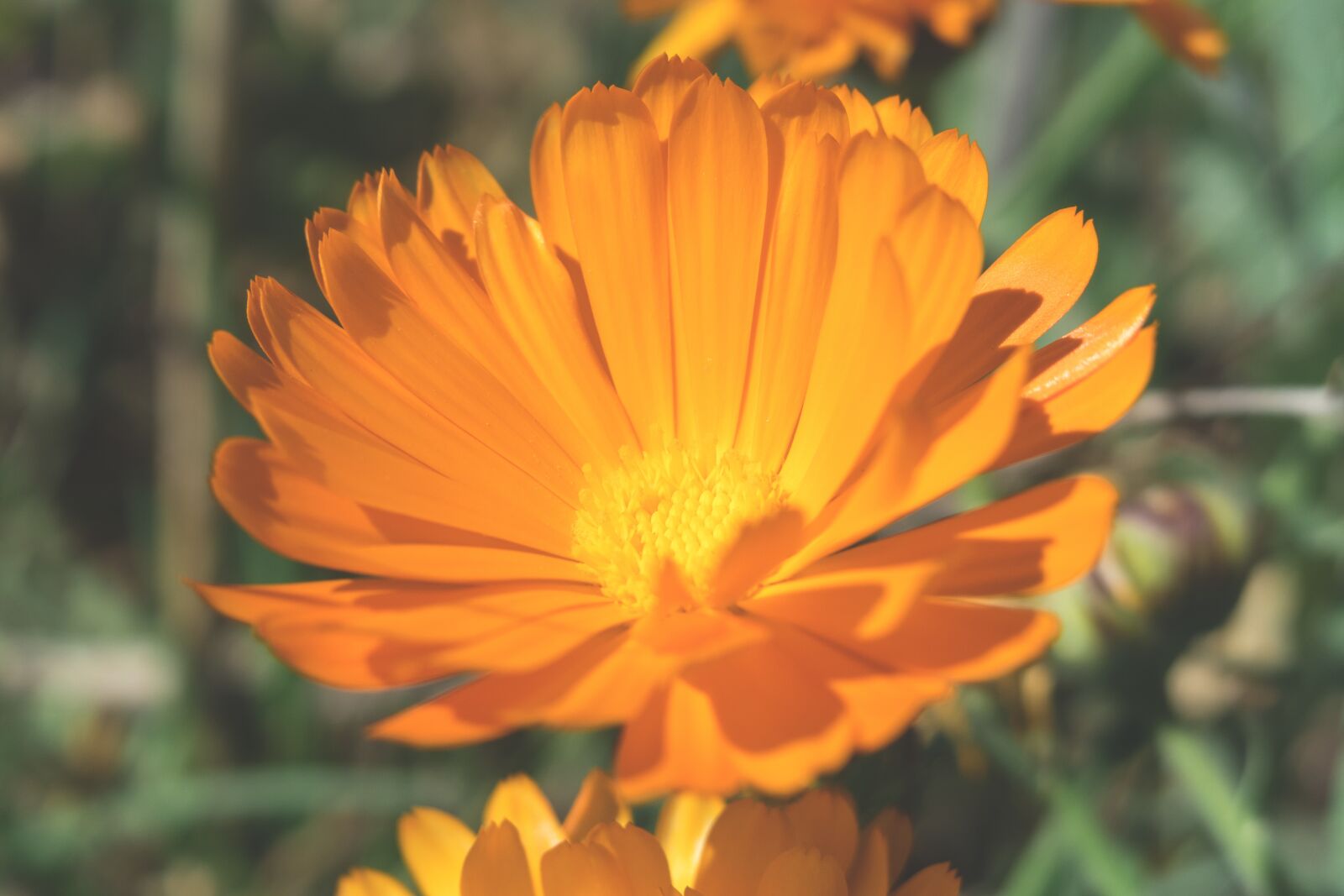 Canon PowerShot G3 X sample photo. Marigold, flower, blossom photography