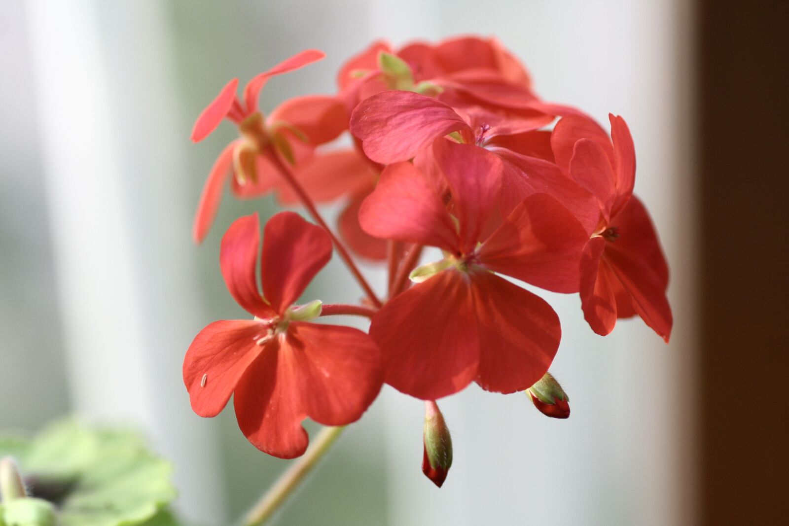 Canon EOS 350D (EOS Digital Rebel XT / EOS Kiss Digital N) sample photo. Geranium, flowers photography