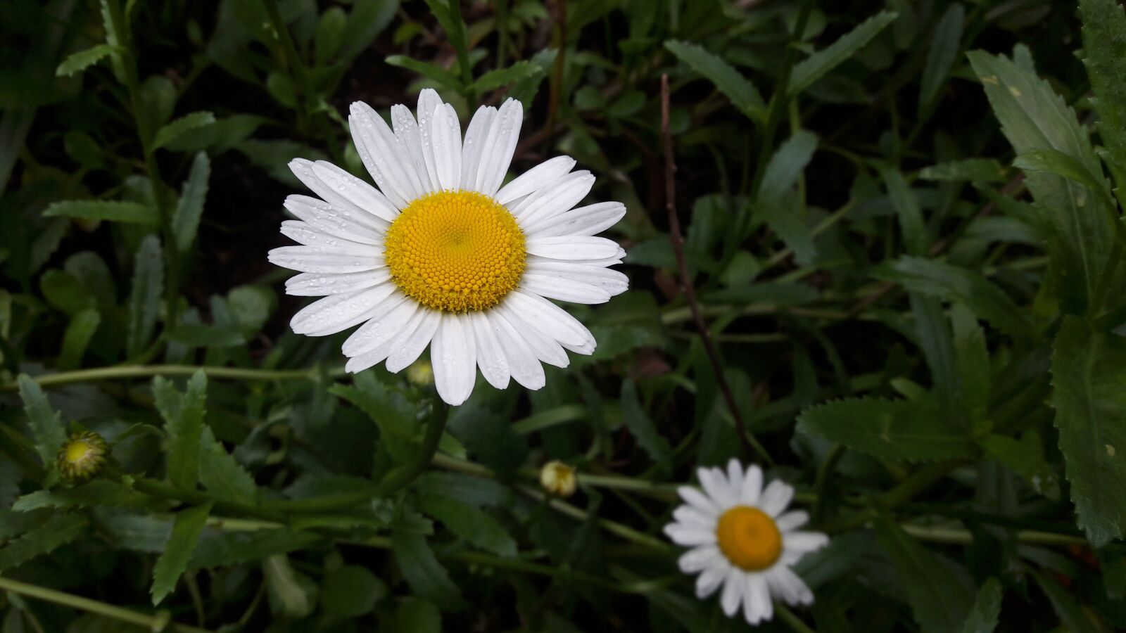 Samsung Galaxy A5(2016) sample photo. Margaret, flowers, nature photography