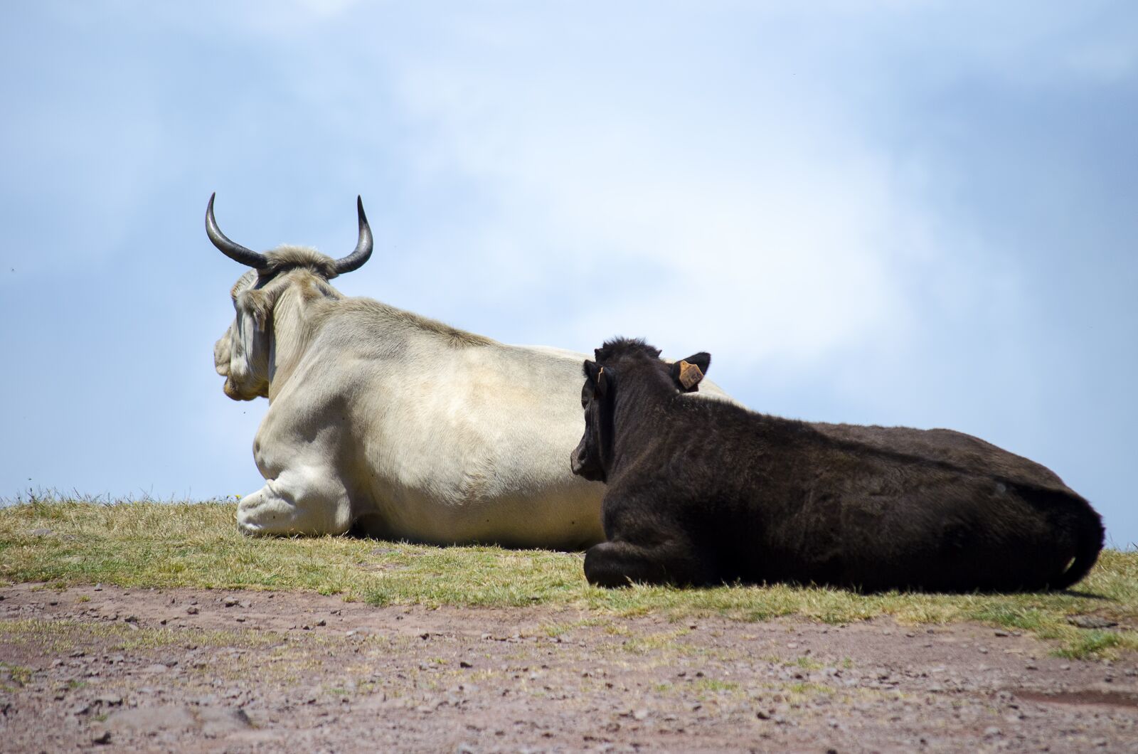 Nikon D5100 sample photo. Cows, cow, animal photography