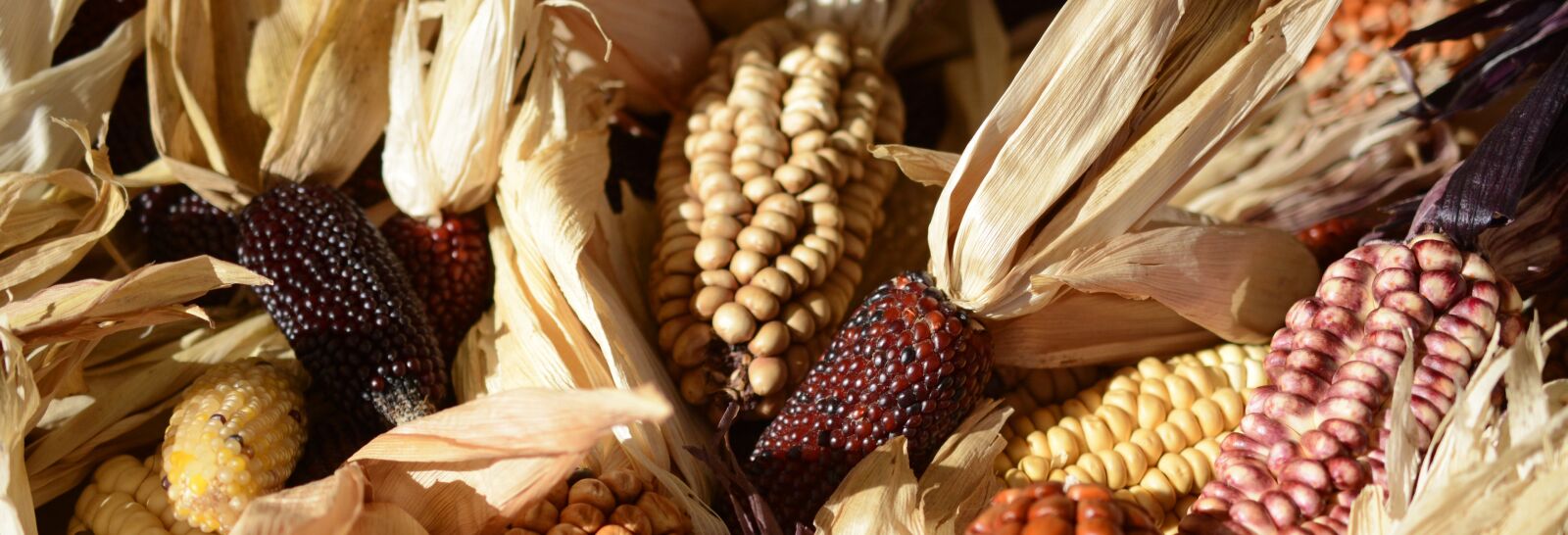 Nikon D7100 sample photo. Ornamental corn, corn, corn photography