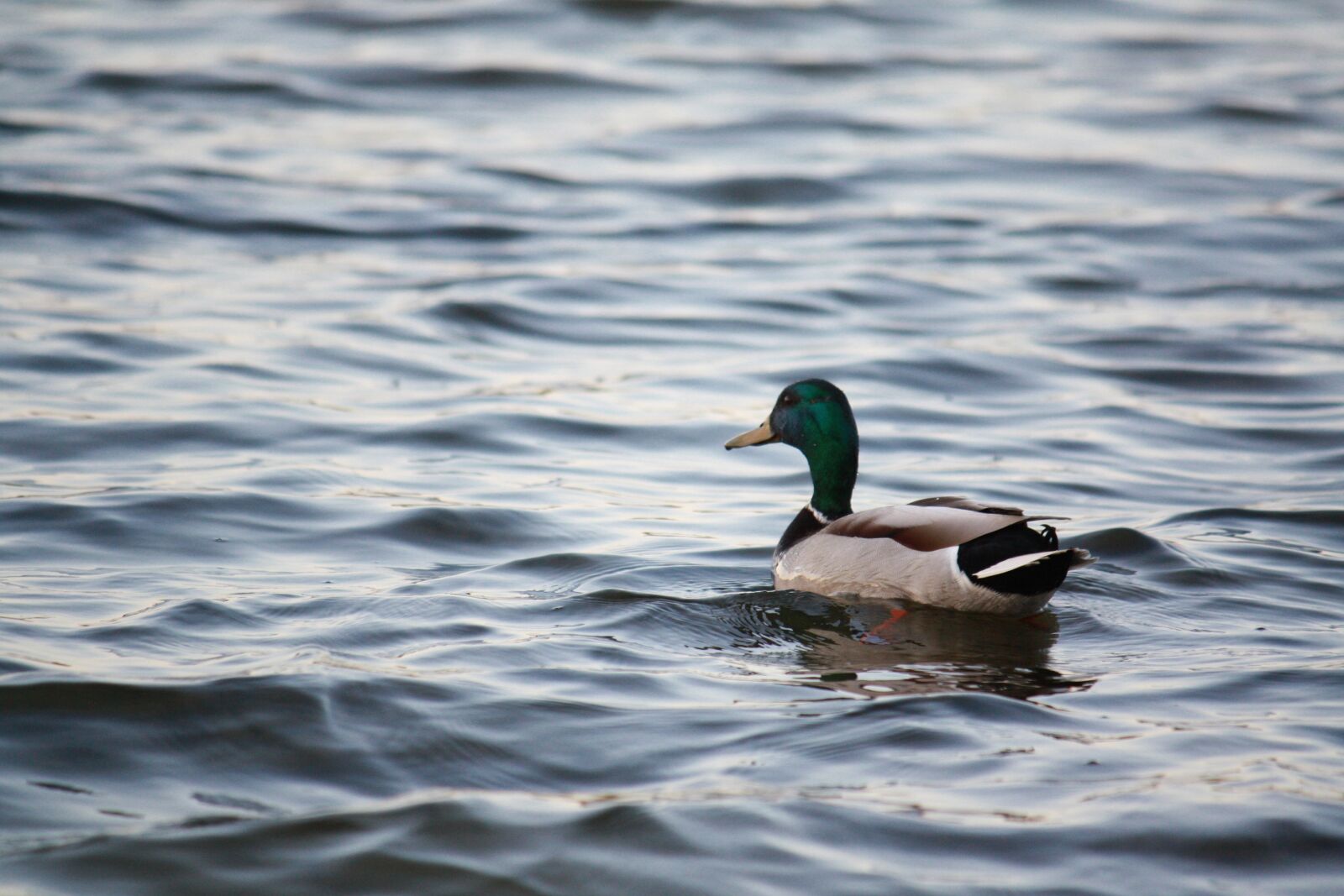 Canon EOS 450D (EOS Rebel XSi / EOS Kiss X2) sample photo. Duck, drake, lake photography