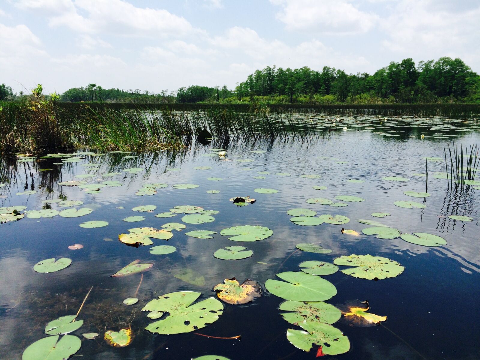 iPhone 5s back camera 4.15mm f/2.2 sample photo. Water, lily pad, florida photography