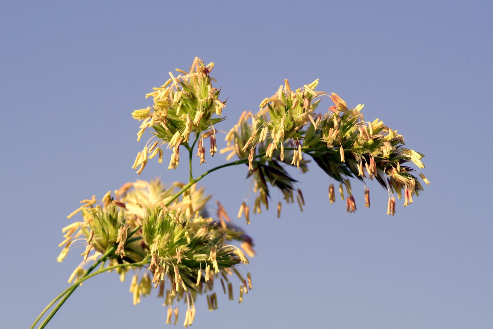 Pentax K-S2 sample photo. Grass, flower, blooms photography