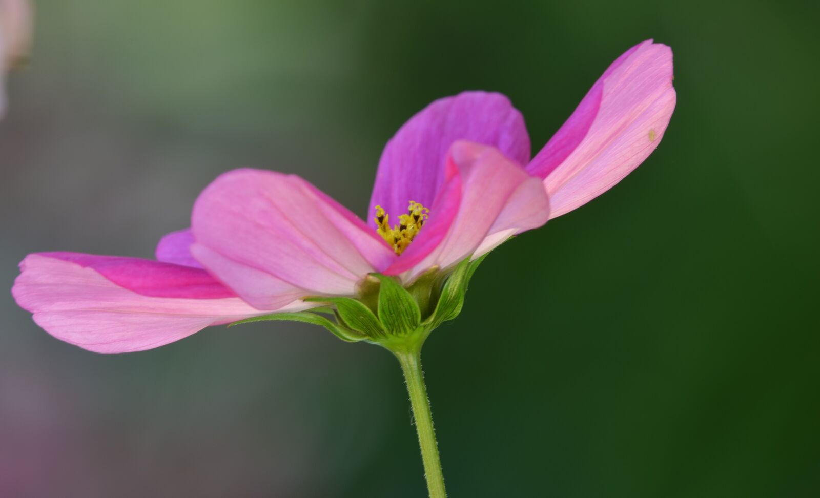 Nikon D5100 sample photo. Flower, cosmos, nature photography