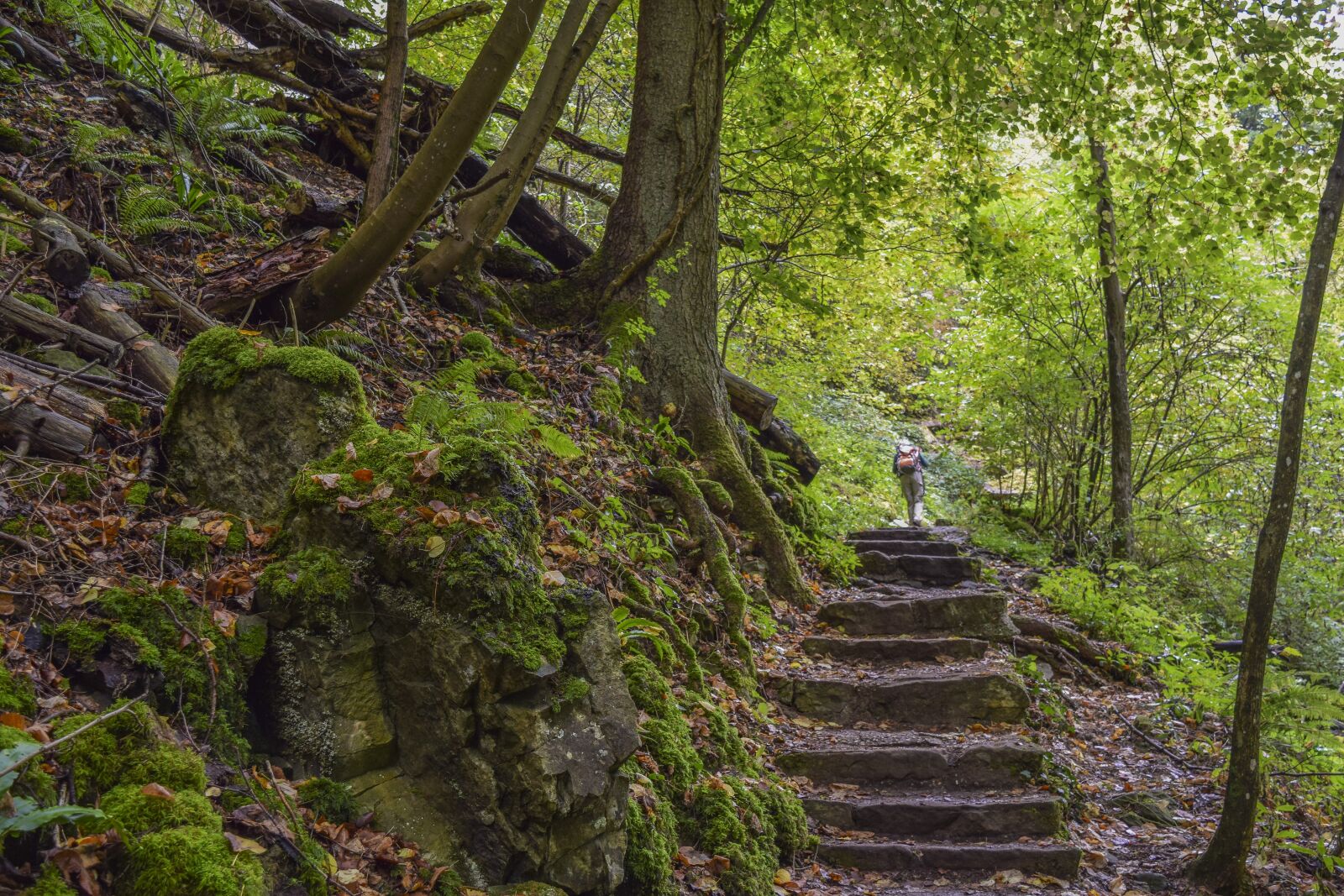 Nikon D3300 sample photo. Forest, nature, landscape photography