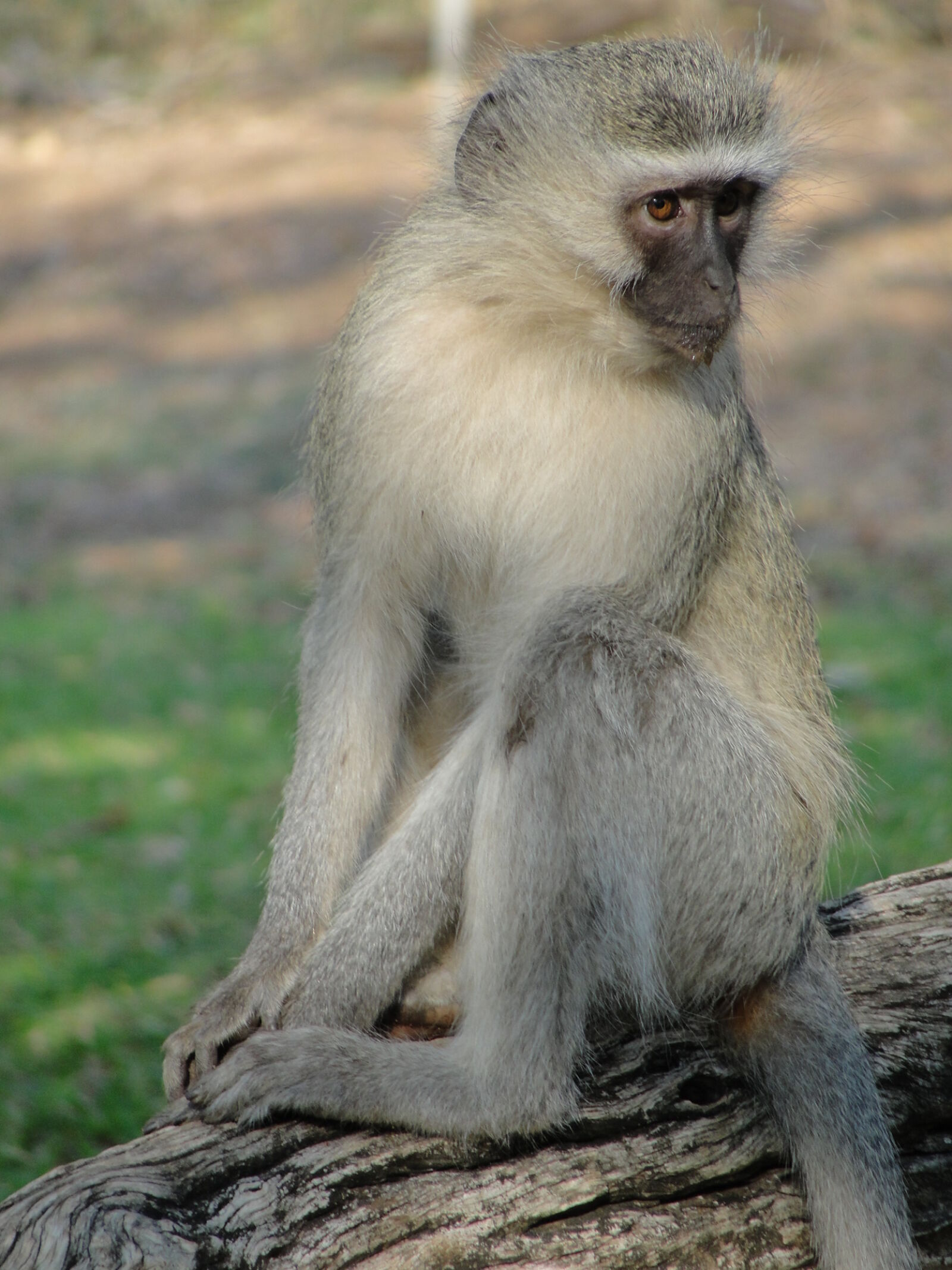 Sony Cyber-shot DSC-H20 sample photo. Monkey, monkey, sitting, vervet photography