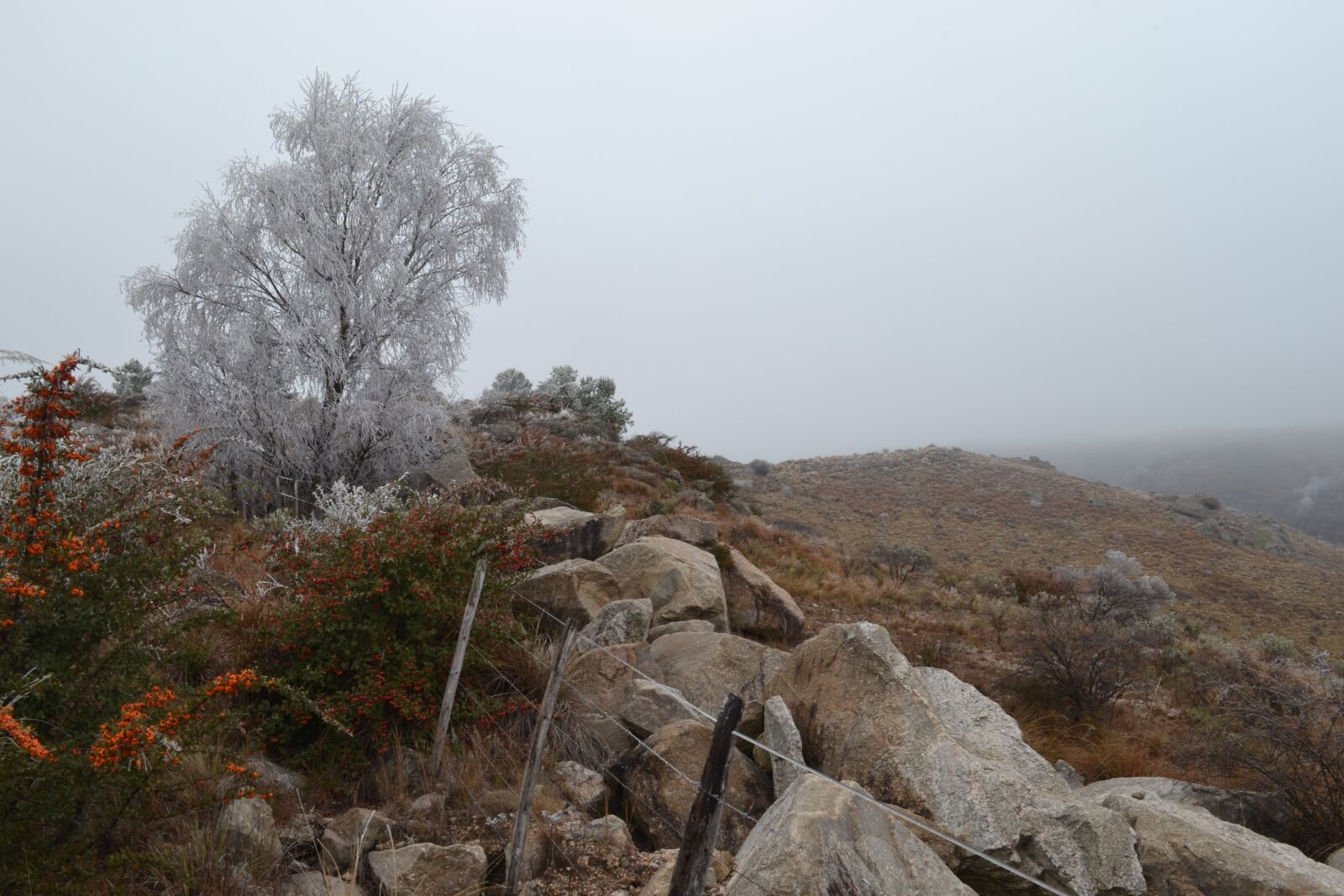 Nikon D3100 sample photo. Landscape, frost, winter photography