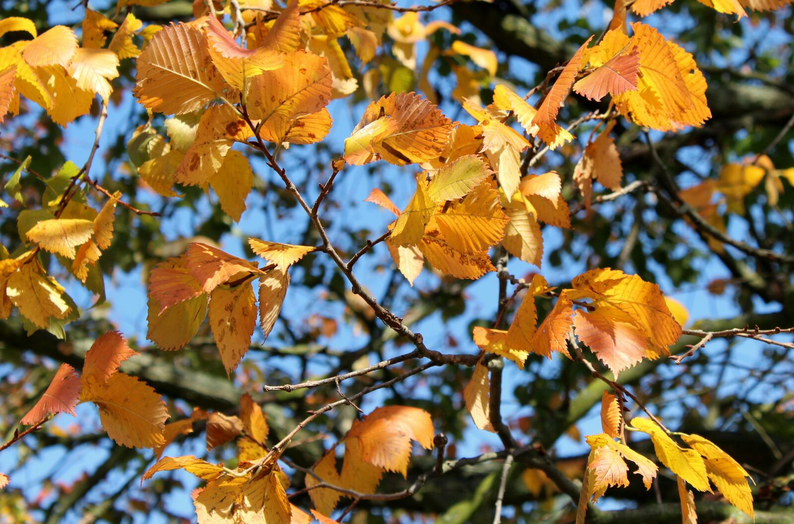 Canon EOS 1200D (EOS Rebel T5 / EOS Kiss X70 / EOS Hi) sample photo. Tree, foliage, yellow leaves photography