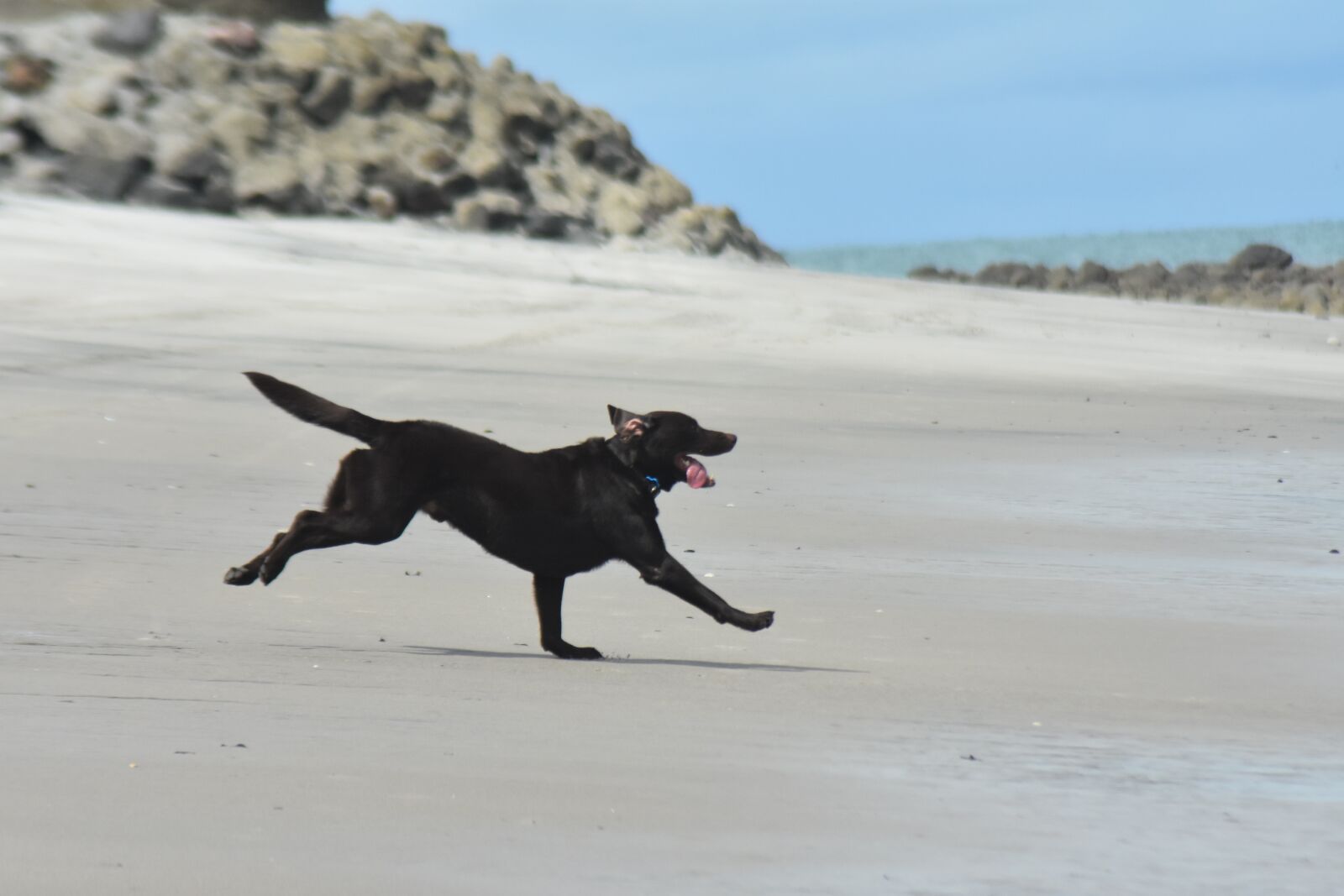 Nikon D7200 sample photo. Dog, sand, beach photography
