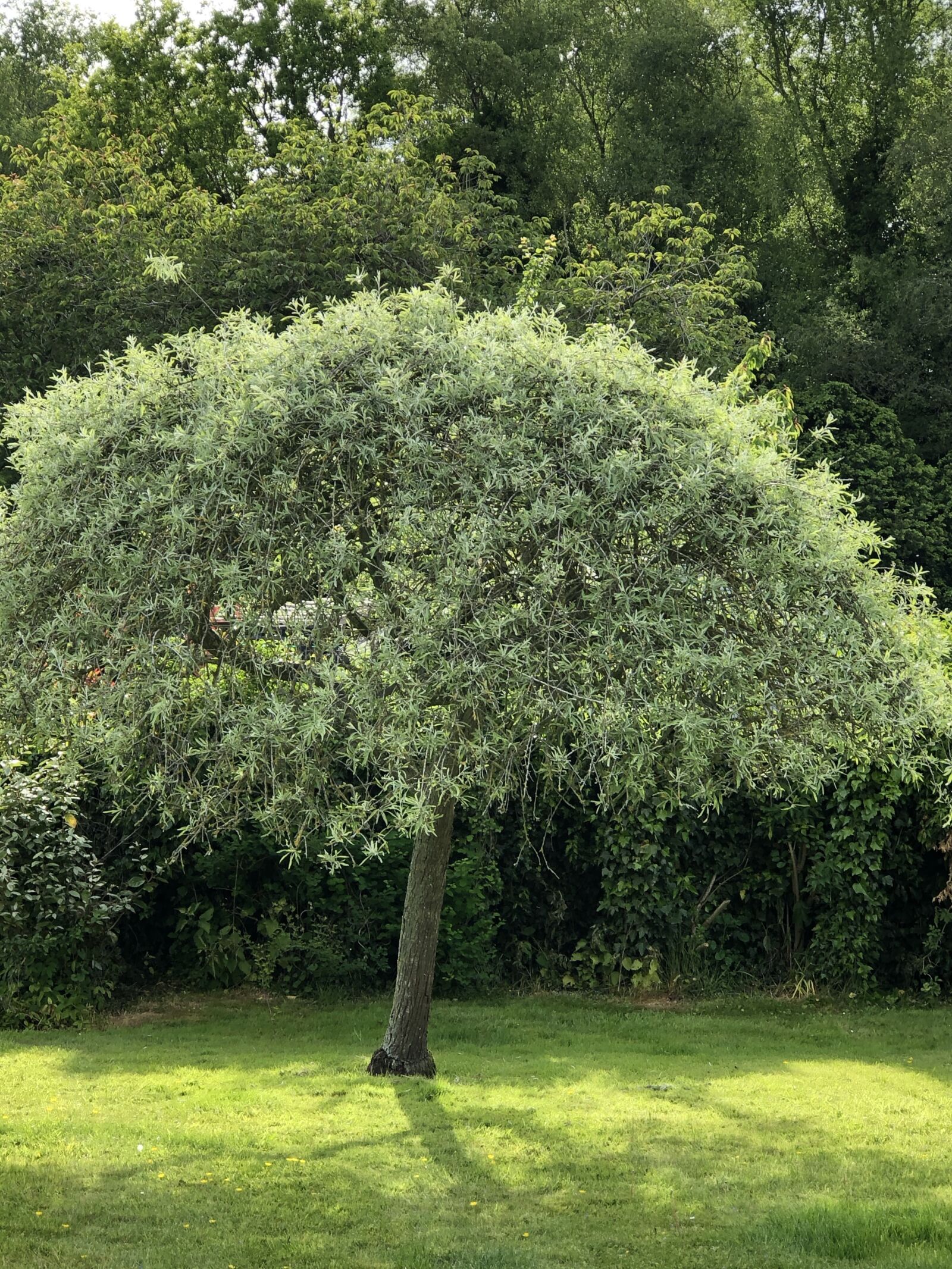 iPhone 8 Plus back dual camera 6.6mm f/2.8 sample photo. Umbrella tree, bird nesting photography