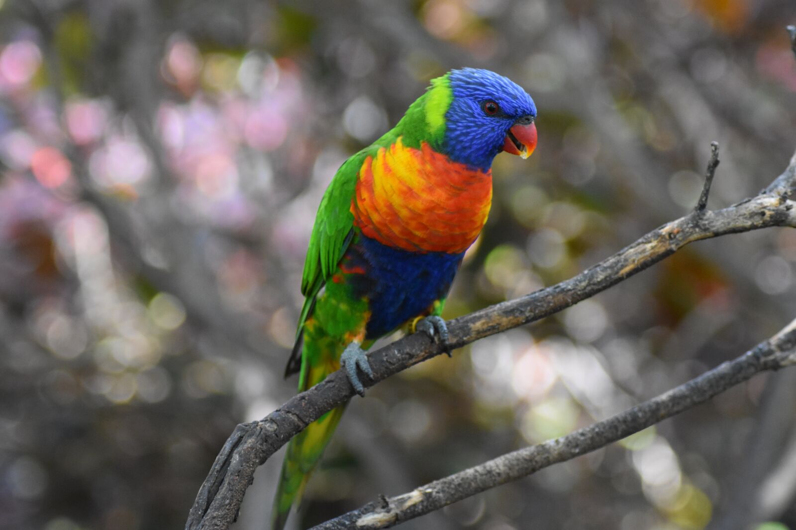 Nikon D3400 sample photo. Parrot, colorful, nature photography